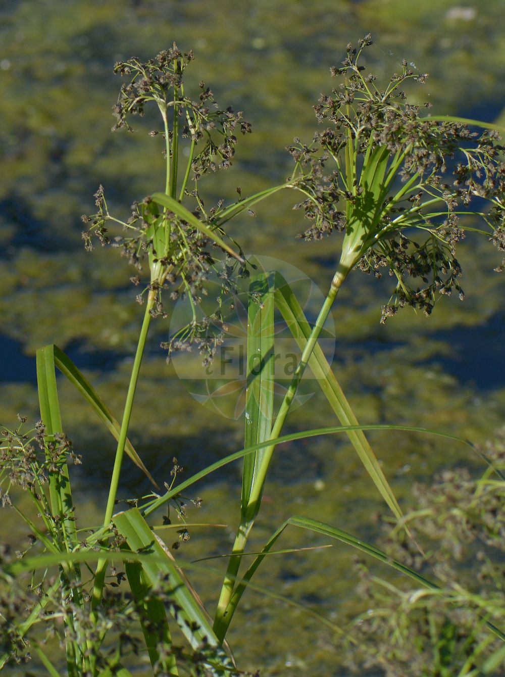 Scirpus sylvaticus - Cyperaceae,Plantae,Pteridobiotina,Angiosperms,Poales,Cyperaceae,Scirpus,Scirpus sylvaticus,Cyperus sylvaticus, Nemocharis sylvatica, Schoenus sylvaticus, Scirpus gramineus, Scirpus latifolius, Scirpus sylvaticus f. angustifolius, Scirpus sylvaticus f. jungei, Scirpus sylvaticus subsp. digynus, Scirpus sylvaticus var. compactus, Scirpus sylvaticus var. digynus, Scirpus sylvaticus var. dissitiflorus, Scirpus sylvaticus var. jechlii, Scirpus sylvaticus var. laxus, Scirpus sylvaticus var. sylvaticus, Seidlia jechlii, Seidlia radicans, Seidlia sylvatica, Taphrogiton sylvaticum,Wald-Simse;Waldbinse;wood club-rush;Scirpe des forêts;scirpe des bois;Lisca dei prati;bos-bies;bosbies;камыш лесной;камышевник лесной;topakbedri;shqira e pyjeve;shqirrë;escirp silvàtic;šumska šašina;skogs-säv;skogssäv;skov-kogleaks;sitowie leśne;gozdni sitec;közönséges erdeikáka;skřípina lesní;škripina lesná;комиш лісовий;горски сцирпус;metskõrkjas;meža meldrs;skogsevaks;korpikaisla;везлица;кољенчаста иглица;шумска вежљика;liekninis viksvameldis;lín shēng biāo cǎo;林生藨草