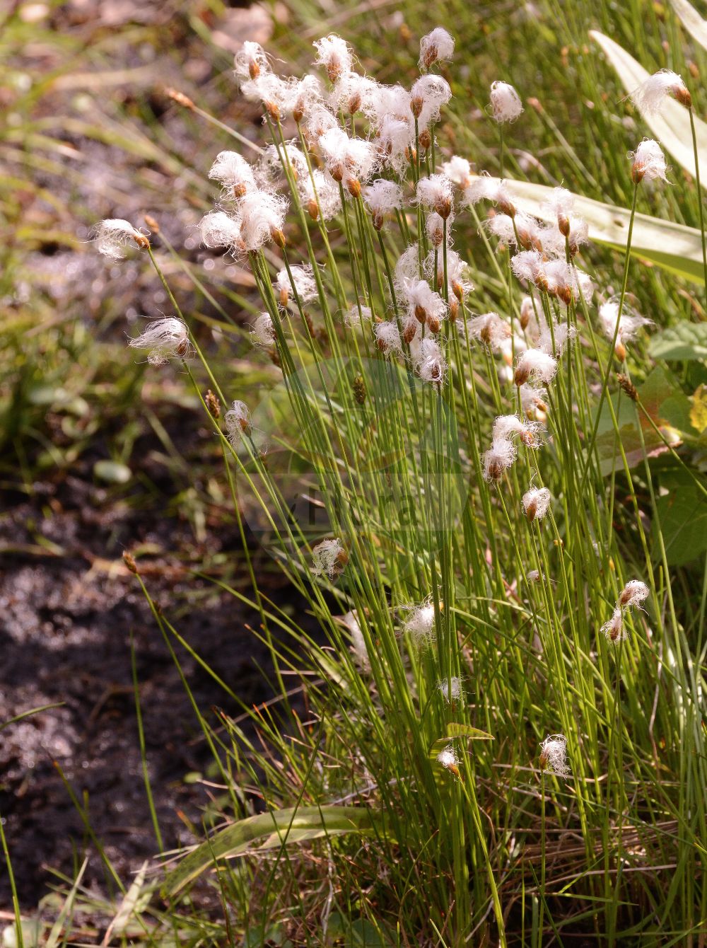 Foto von Trichophorum alpinum (Alpen-Rasenbinse - Cotton Deergrass). Das Foto wurde in Dresden, Sachsen, Deutschland aufgenommen. ---- Photo of Trichophorum alpinum (Alpen-Rasenbinse - Cotton Deergrass). The picture was taken in Dresden, Sachsen, Germany.(Trichophorum alpinum,Alpen-Rasenbinse,Cotton Deergrass,Eriophorum alpinum,Scirpus hudsonianus,Trichophorum alpinum,Alpen-Rasenbinse,Alpen-Haarsimse,Alpen-Wollgras,Cotton Deergrass,Alpine Deergrass,Alpine Bulrush,Trichophorum,Rasenbinse,Bulrush,Cyperaceae,Sauergräser,Sedge family)