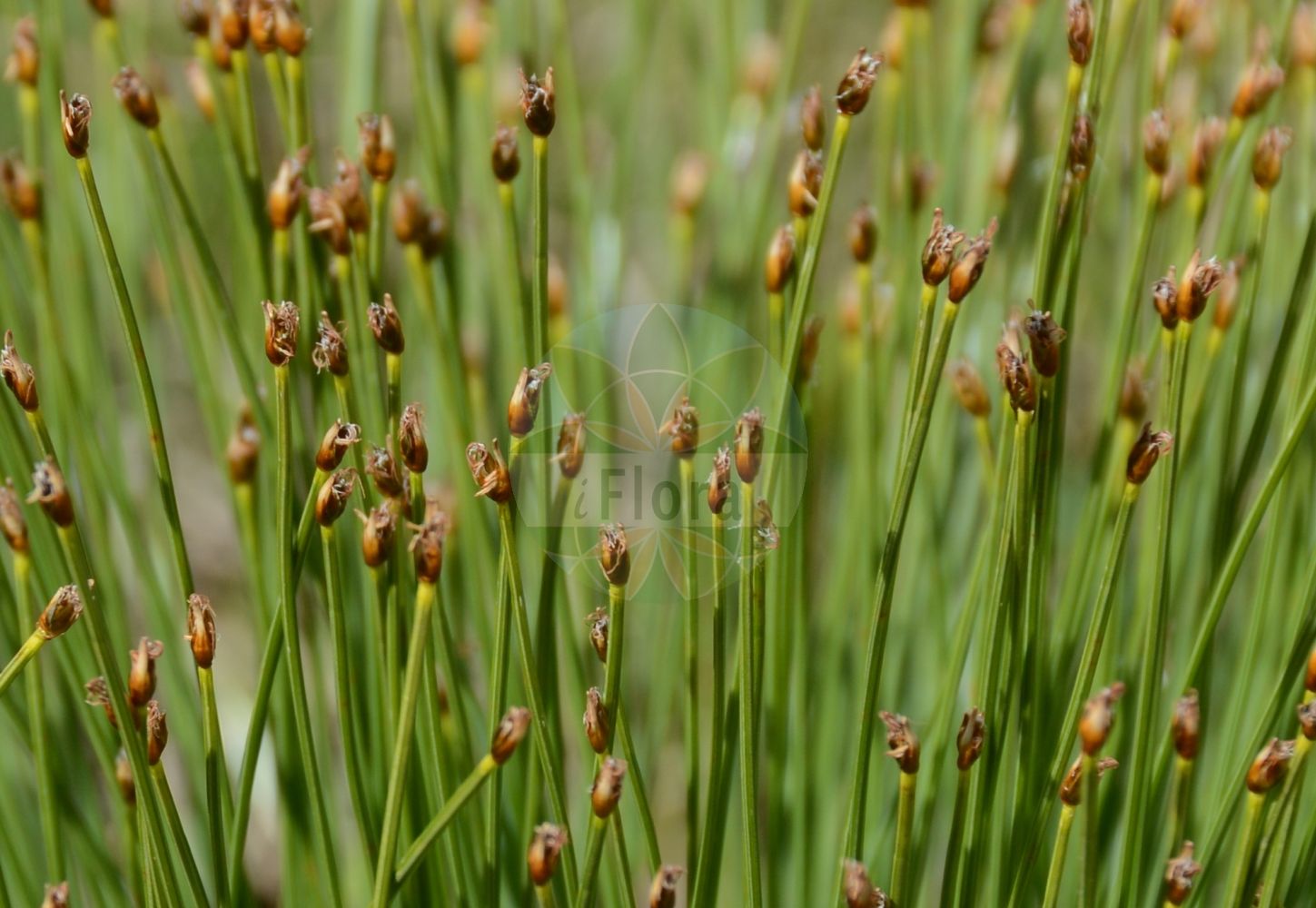 Foto von Trichophorum cespitosum (Rasenbinse - Deergrass). Das Foto wurde in Finkenberg, Tirol, Österreich, Alpen, Zillertal aufgenommen. ---- Photo of Trichophorum cespitosum (Rasenbinse - Deergrass). The picture was taken in Finkenberg, Tyrol, Austria, Alps, Zillertal.(Trichophorum cespitosum,Rasenbinse,Deergrass,Baeothryon caespitosum,Scirpus cespitosus,Trichophorum cespitosum,Rasenbinse,Deutsche Rasenbinse,Echte Rasenbinse,Rasenbinse i.w.S.,Deergrass,Trichophorum,Rasenbinse,Bulrush,Cyperaceae,Sauergräser,Sedge family)