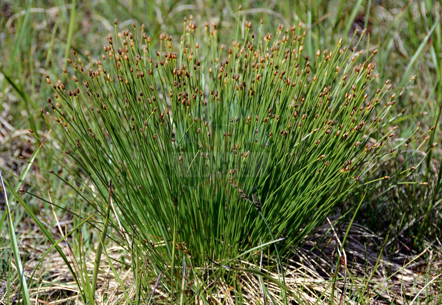 Trichophorum cespitosum - Cyperaceae,Plantae,Pteridobiotina,Angiosperms,Poales,Cyperaceae,Trichophorum,Trichophorum cespitosum,Baeothryon cespitosum, Clavula caespitosa, Eleocharis caespitosa, Eleocharis cespitosa, Kreczetoviczia caespitosa, Limnochloa caespitosa, Scirpus cespitosus, Scirpus cespitosus var. vulgaris, Scirpus cespitosus var. vulgaris, Trichophorum bracteatum,Rasige Haarbinse;Rasen-Haarsimse;Foersters Haarsimse;Gewöhnliche Rasenbinse;Rasen-Haarbinse;Deutsche Rasenbinse;Echte Rasenbinse;deergrass;trichophore cespiteux;Trichophore gazonnant;scirpe céspiteux;scirpe cespiteux;scirpe gazonnant;Tricoforo cespuglioso;giuncolino giallo;noordse veenbies;пухонос дернистый;bodurberdi;tricófor;rušnati mavček;tuvsäv;østlig kær-tuekogleaks;wełnianeczka darniowa;rušnati mavček;apró kisgyapjúsás;suchopýrek trsnatý;páperec trsnatý;туфест пухонос;raba-jänesvill;ciņu mazmeldrs;småbjønnskjegg;tupasluikka;kupstinė kūlingė