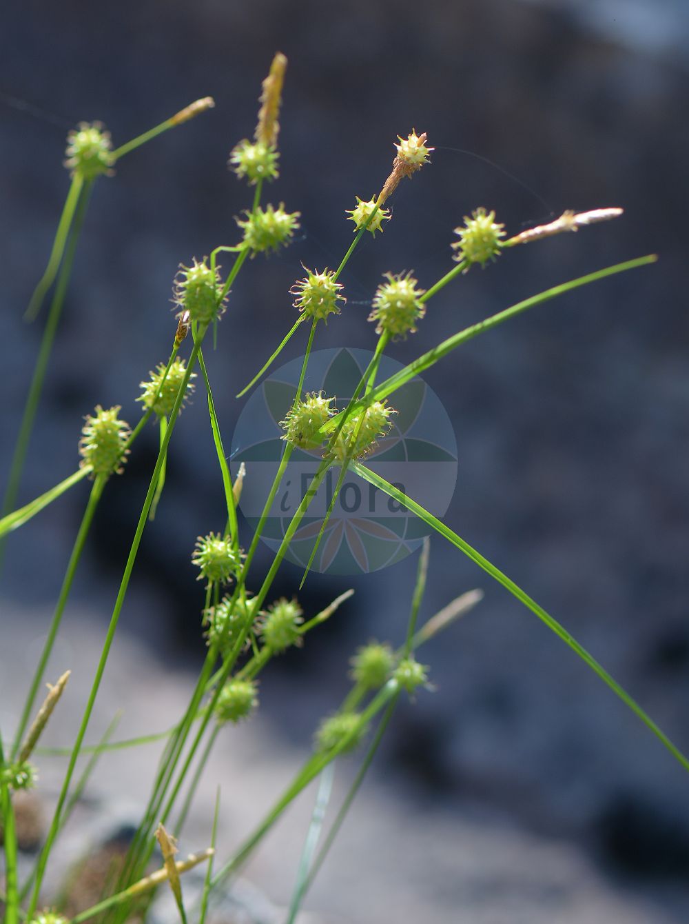 Foto von Carex viridula (Späte Gelb-Segge - Long-stalked Yellow-Sedge). Das Foto wurde in Göteborg, Schweden aufgenommen. ---- Photo of Carex viridula (Späte Gelb-Segge - Long-stalked Yellow-Sedge). The picture was taken in Gothenburg, Sweden.(Carex viridula,Späte Gelb-Segge,Long-stalked Yellow-Sedge,Carex bergrothii,Carex derelicta,Carex dyrrachiensis,Carex kotilaini,Carex pulchella,Carex scandinavica,Carex serotina,Carex viridula,Spaete Gelb-Segge,Gewoehnliche Spaete Gelbsegge,Kleine Gelb-Segge,Kuesten-Gelbsegge,Long-stalked Yellow-Sedge,Small-fruited Yellow-Sedge,Little Green Sedge,Fox Sedge,Carex,Segge,Sedge,Cyperaceae,Sauergräser,Sedge family)