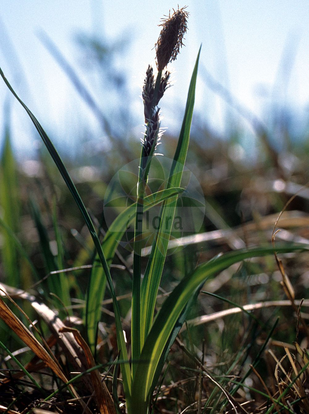 Foto von Carex bigelowii (Starre Segge - Stiff Sedge). ---- Photo of Carex bigelowii (Starre Segge - Stiff Sedge).(Carex bigelowii,Starre Segge,Stiff Sedge,Carex bigelowii,Starre Segge,Stiff Sedge,Bigelow's Sedge,Carex,Segge,Sedge,Cyperaceae,Sauergräser,Sedge family)