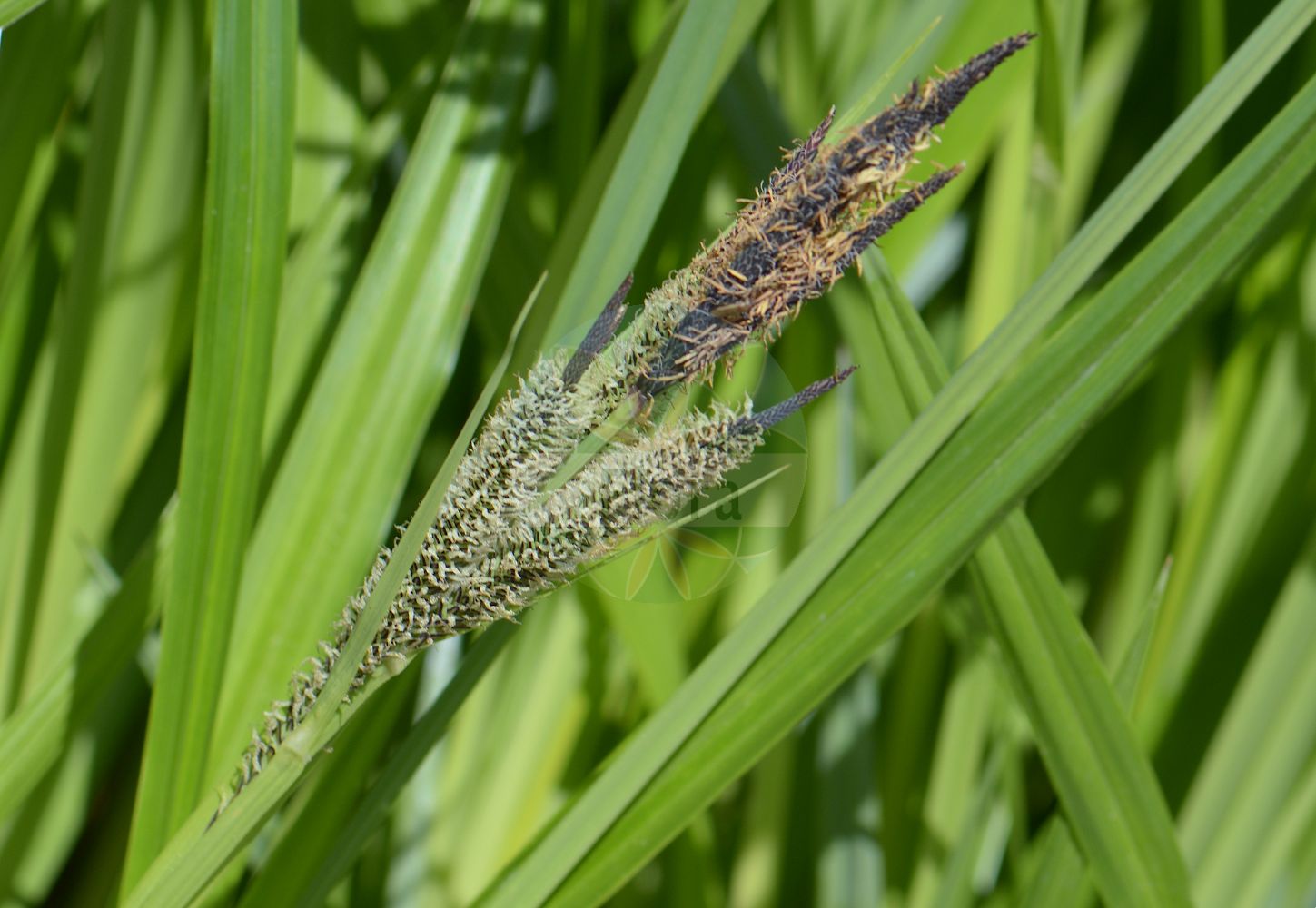 Foto von Carex randalpina (Inn-Segge - Inn Sedge). Das Foto wurde in München, Bayern, Deutschland aufgenommen. ---- Photo of Carex randalpina (Inn-Segge - Inn Sedge). The picture was taken in Munich, Bavaria, Germany.(Carex randalpina,Inn-Segge,Inn Sedge,Carex randalpina,Inn-Segge,Inn Sedge,Carex,Segge,Sedge,Cyperaceae,Sauergräser,Sedge family)