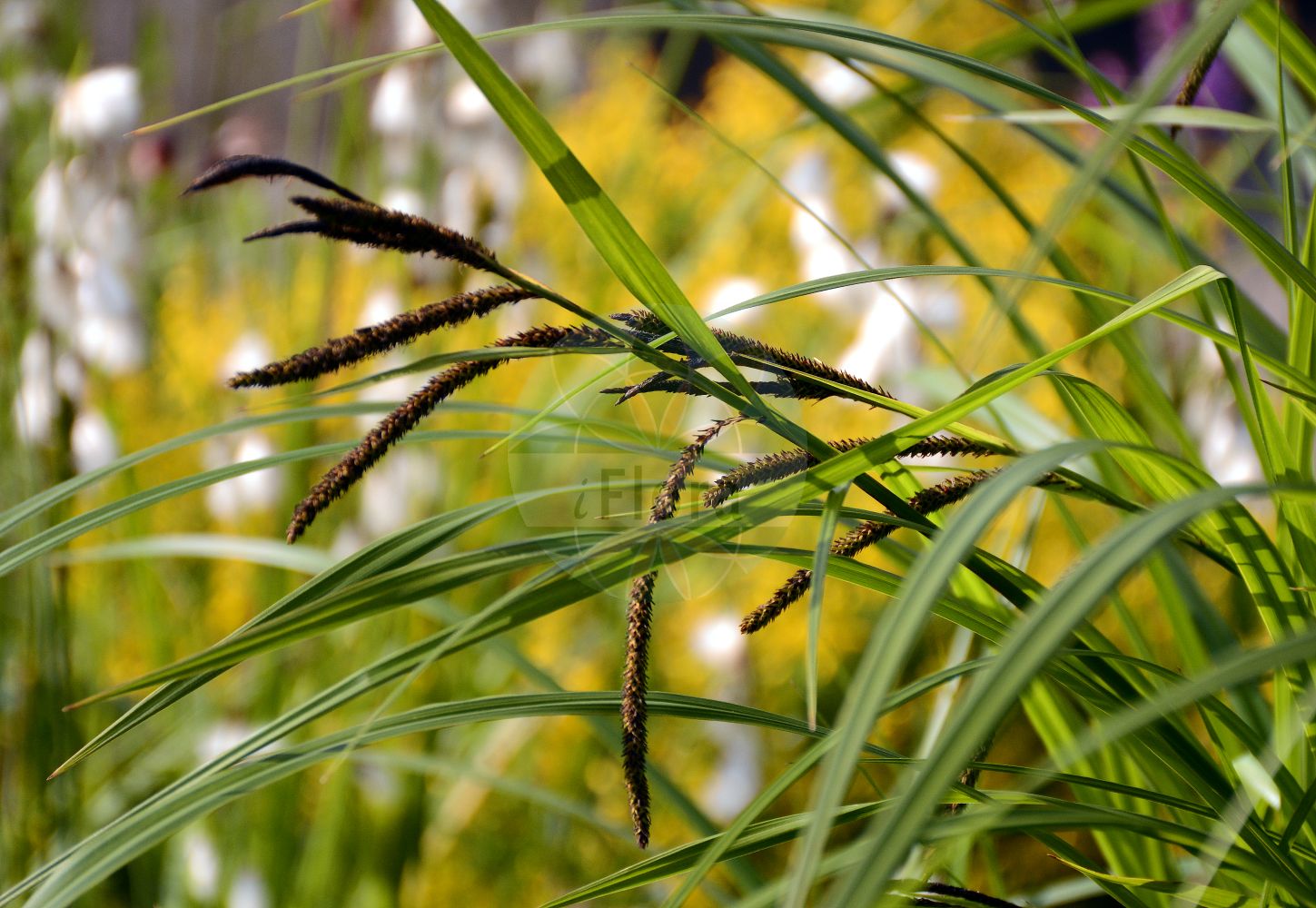 Foto von Carex randalpina (Inn-Segge - Inn Sedge). Das Foto wurde in München, Bayern, Deutschland aufgenommen. ---- Photo of Carex randalpina (Inn-Segge - Inn Sedge). The picture was taken in Munich, Bavaria, Germany.(Carex randalpina,Inn-Segge,Inn Sedge,Carex randalpina,Inn-Segge,Inn Sedge,Carex,Segge,Sedge,Cyperaceae,Sauergräser,Sedge family)