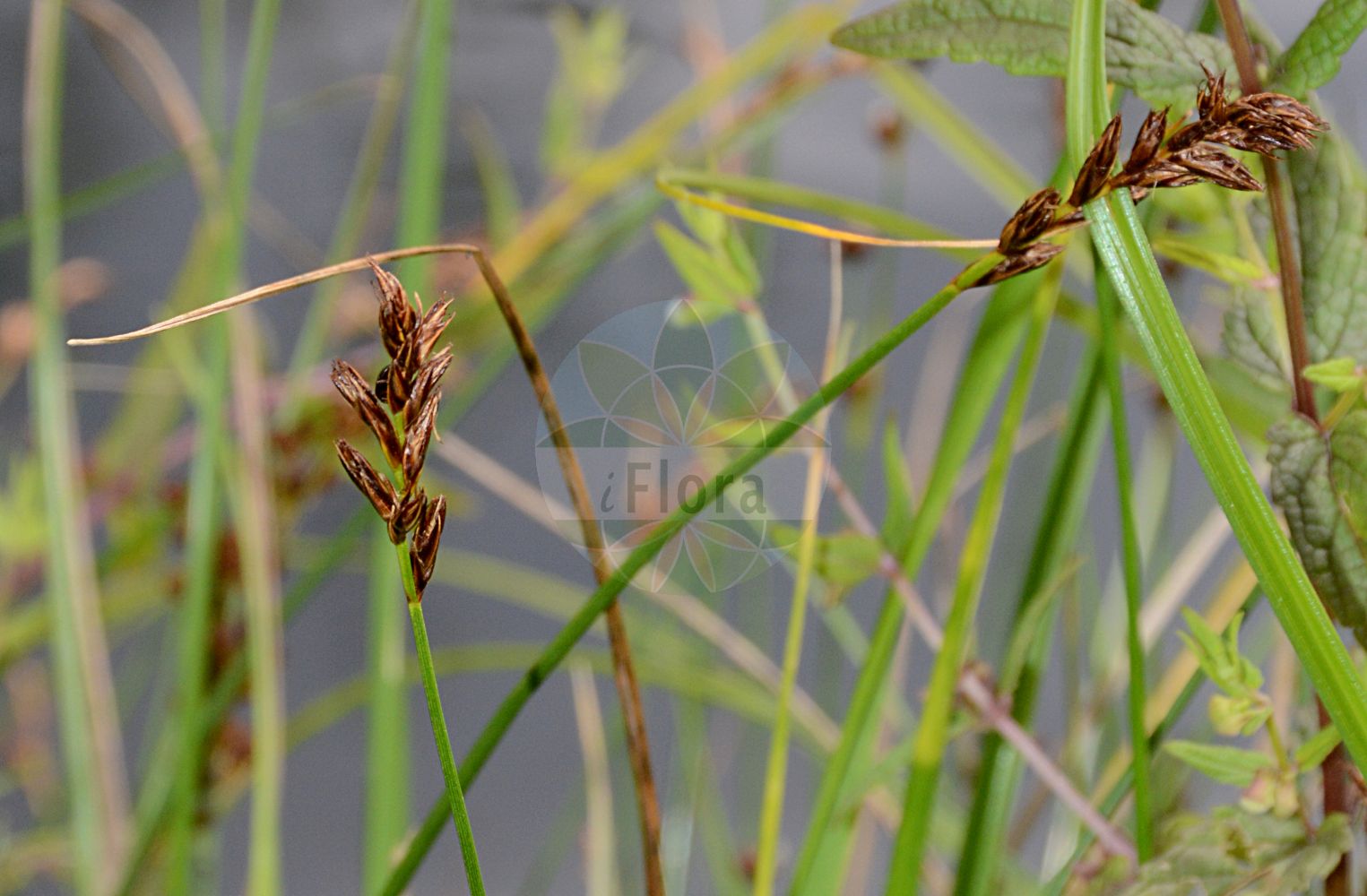 Foto von Blysmus compressus (Zusammengedrücktes Quellried - Flat-Sedge). Das Foto wurde in Dresden, Sachsen, Deutschland aufgenommen. ---- Photo of Blysmus compressus (Zusammengedrücktes Quellried - Flat-Sedge). The picture was taken in Dresden, Sachsen, Germany.(Blysmus compressus,Zusammengedrücktes Quellried,Flat-Sedge,Blysmus compressus,Schoenus compressus,Scirpus compressus,Scirpus distichus,Zusammengedruecktes Quellried,Flache Quellbinse,Platthalm-Quellried,Zusammengedrueckte Quellbinse,Flat-Sedge,Broad Blysmus,Blysmus,Quellbinse,Flatsegde,Cyperaceae,Sauergräser,Sedge family)