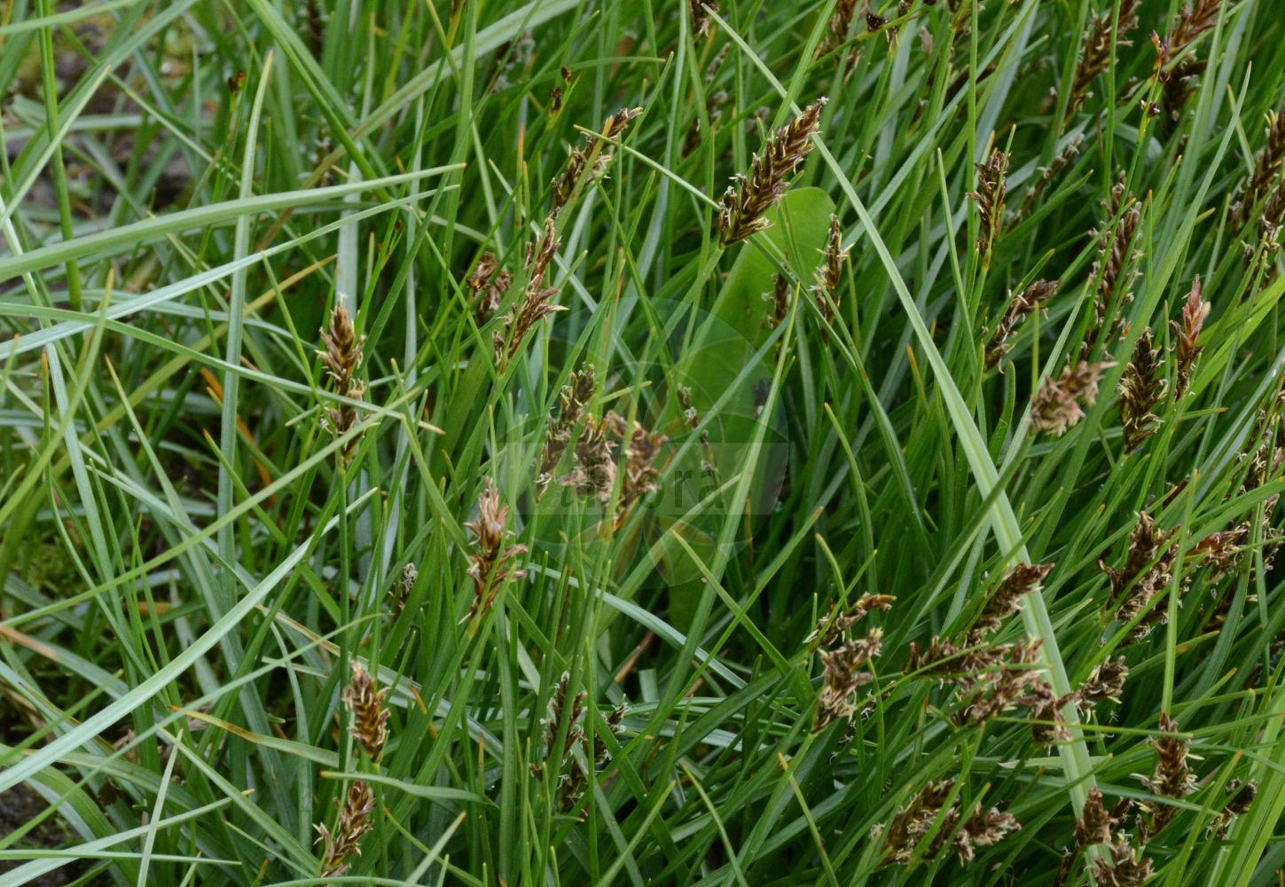 Foto von Blysmus compressus (Zusammengedrücktes Quellried - Flat-Sedge). Das Foto wurde in Schynige Platte, Interlaken, Bern, Schweiz aufgenommen. ---- Photo of Blysmus compressus (Zusammengedrücktes Quellried - Flat-Sedge). The picture was taken in Schynige Platte, Interlaken, Bern, Switzerland.(Blysmus compressus,Zusammengedrücktes Quellried,Flat-Sedge,Blysmus compressus,Schoenus compressus,Scirpus compressus,Scirpus distichus,Zusammengedruecktes Quellried,Flache Quellbinse,Platthalm-Quellried,Zusammengedrueckte Quellbinse,Flat-Sedge,Broad Blysmus,Blysmus,Quellbinse,Flatsegde,Cyperaceae,Sauergräser,Sedge family)