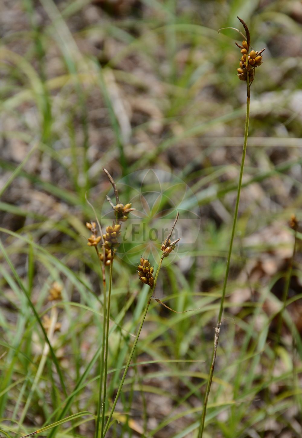 Foto von Carex liparocarpos. Das Foto wurde in Berlin, Deutschland aufgenommen. ---- Photo of Carex liparocarpos. The picture was taken in Berlin, Germany.(Carex liparocarpos,Carex liparocarpos,Carex,Segge,Sedge,Cyperaceae,Sauergräser,Sedge family)