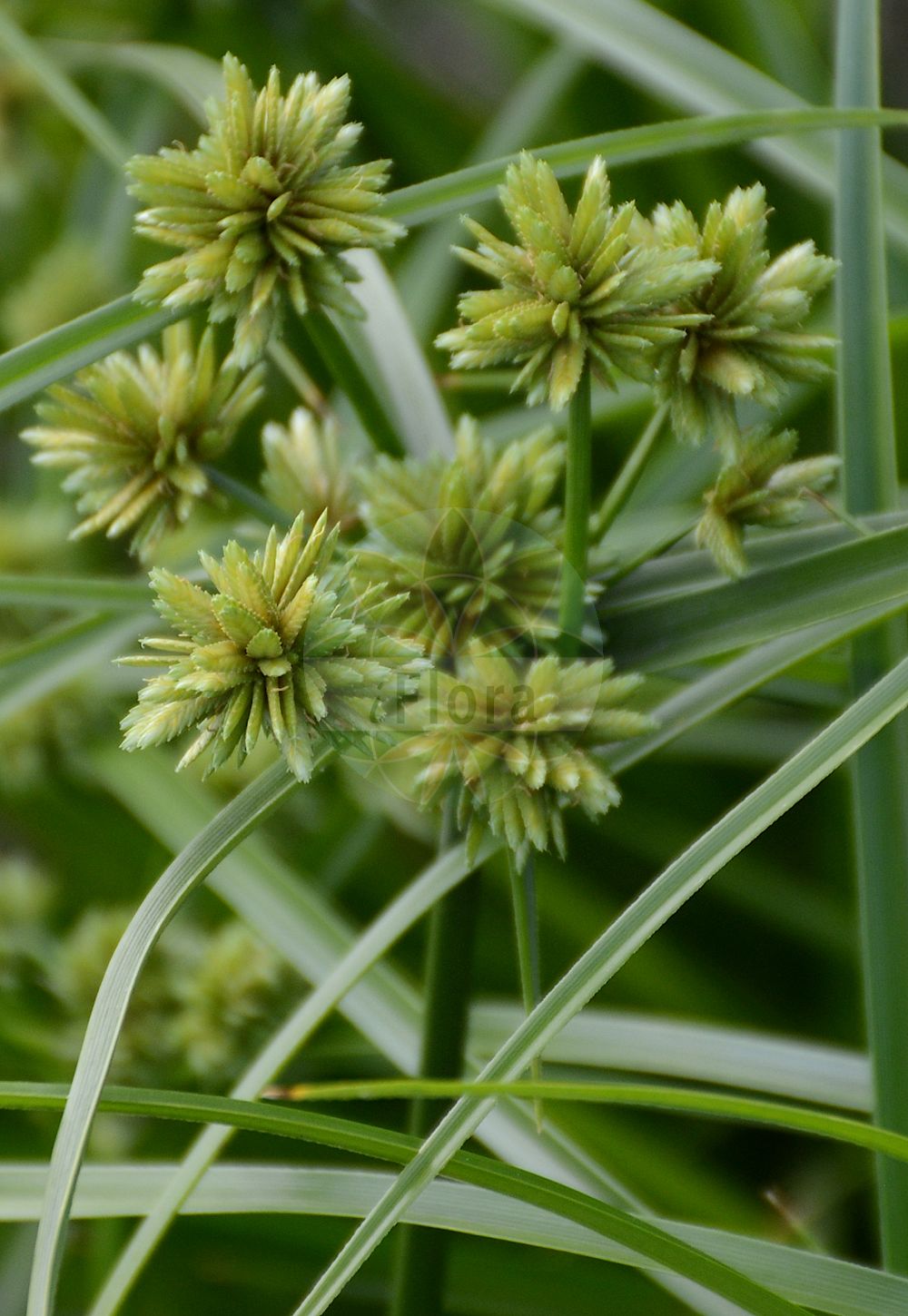 Cyperus eragrostis - Cyperaceae,Plantae,Pteridobiotina,Angiosperms,Poales,Cyperaceae,Cyperus,Cyperus eragrostis,Chlorocyperus eragrostis, Cyperus declinatus, Cyperus declinatus var. limbatus, Cyperus eragrostis f. latifrons, Cyperus eragrostis f. rubromarginatus, Cyperus eragrostis f. tener, Cyperus eragrostis var. compactus, Cyperus eragrostis var. eragrostis, Cyperus eragrostis var. spectabilis, Cyperus gracilis, Cyperus lutescens, Cyperus luzulae, Cyperus monandrus, Cyperus ochrocephalus, Cyperus prionotropis, Cyperus serrulatus, Cyperus vegetus, Cyperus vegetus var. compactus, Cyperus vegetus var. limbata, Cyperus vegetus var. obtusangulus, Cyperus vegetus var. triangularis, Cyperus vegetus var. trigonus,Frischgrünes Zypergras;Souchet éragrostide;souchet fausse éragrostide;souchet robuste;souchet vigoureux;cortadera;juncia olorosa;Zigolo falsa panicella;zigolo;juncão;tiririca-crespa;falso-capim-de-rosa;junção;serrana d'Amèrica;šilj;merikengayatsuri;メリケンガヤツリ;šáchor miličkový