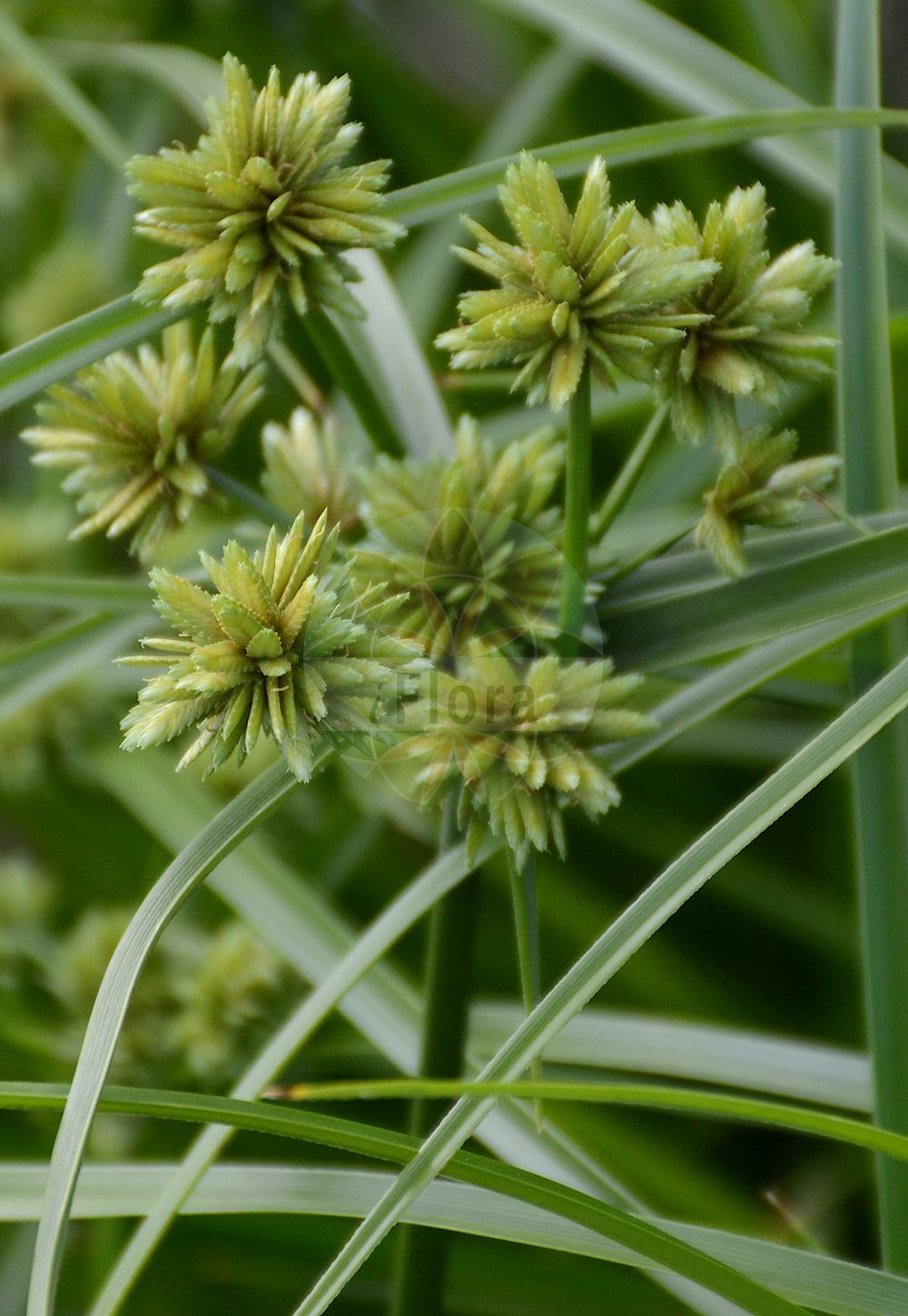 Foto von Cyperus eragrostis. Das Foto wurde in Dresden, Sachsen, Deutschland aufgenommen. ---- Photo of Cyperus eragrostis. The picture was taken in Dresden, Sachsen, Germany.(Cyperus eragrostis,Cyperus declinatus,Cyperus depressus,Cyperus eragrostis,Cyperus vegetus,Cyperus,Zypergras,Flatsedge,Cyperaceae,Sauergräser,Sedge family)