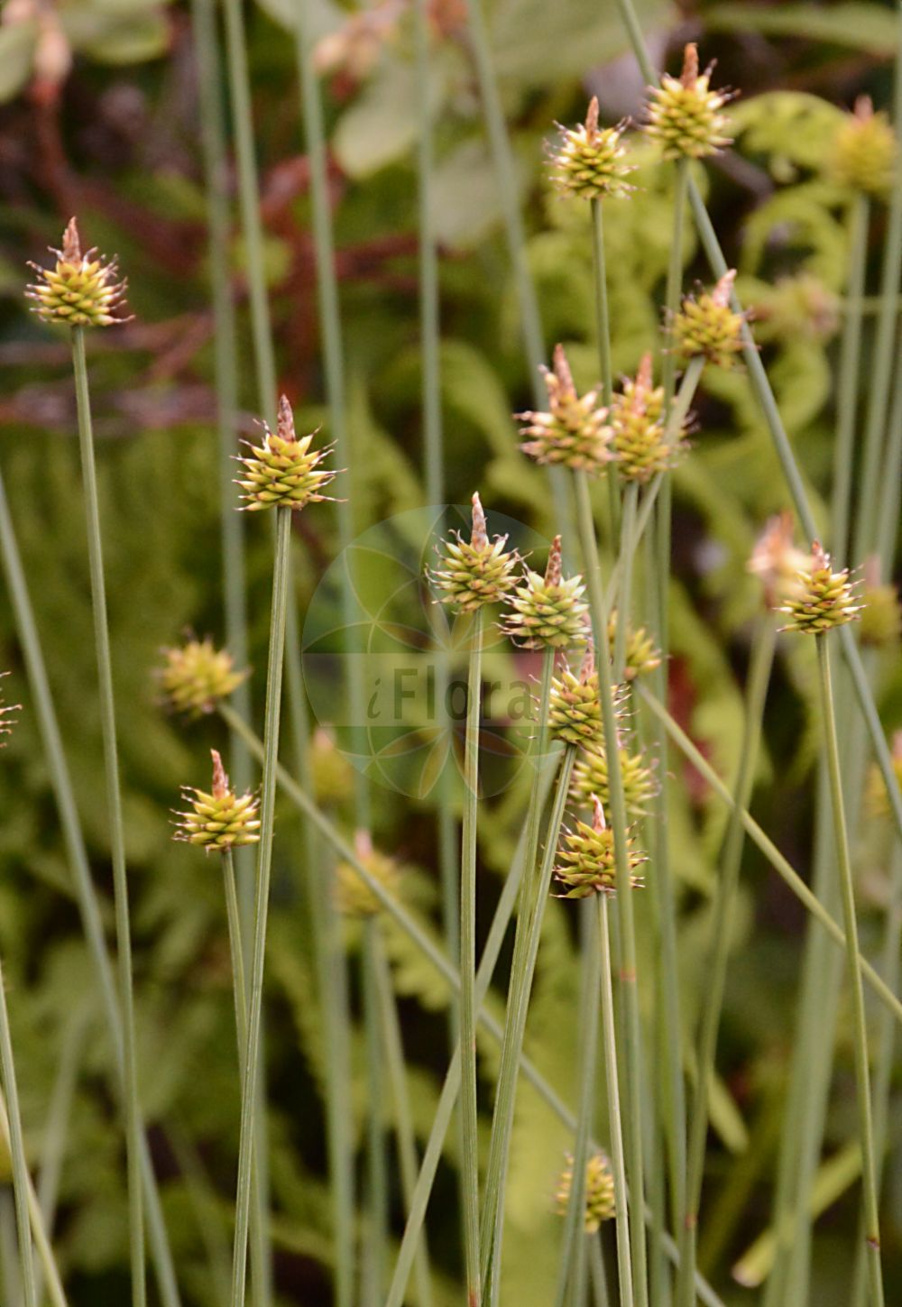 Foto von Carex loliacea (Lolchartige Segge - Darnel Sedge). Das Foto wurde in München, Bayern, Deutschland aufgenommen. ---- Photo of Carex loliacea (Lolchartige Segge - Darnel Sedge). The picture was taken in Munich, Bavaria, Germany.(Carex loliacea,Lolchartige Segge,Darnel Sedge,Carex loliacea,Lolchartige Segge,Darnel Sedge,Ryegrass Sedge,Carex,Segge,Sedge,Cyperaceae,Sauergräser,Sedge family)