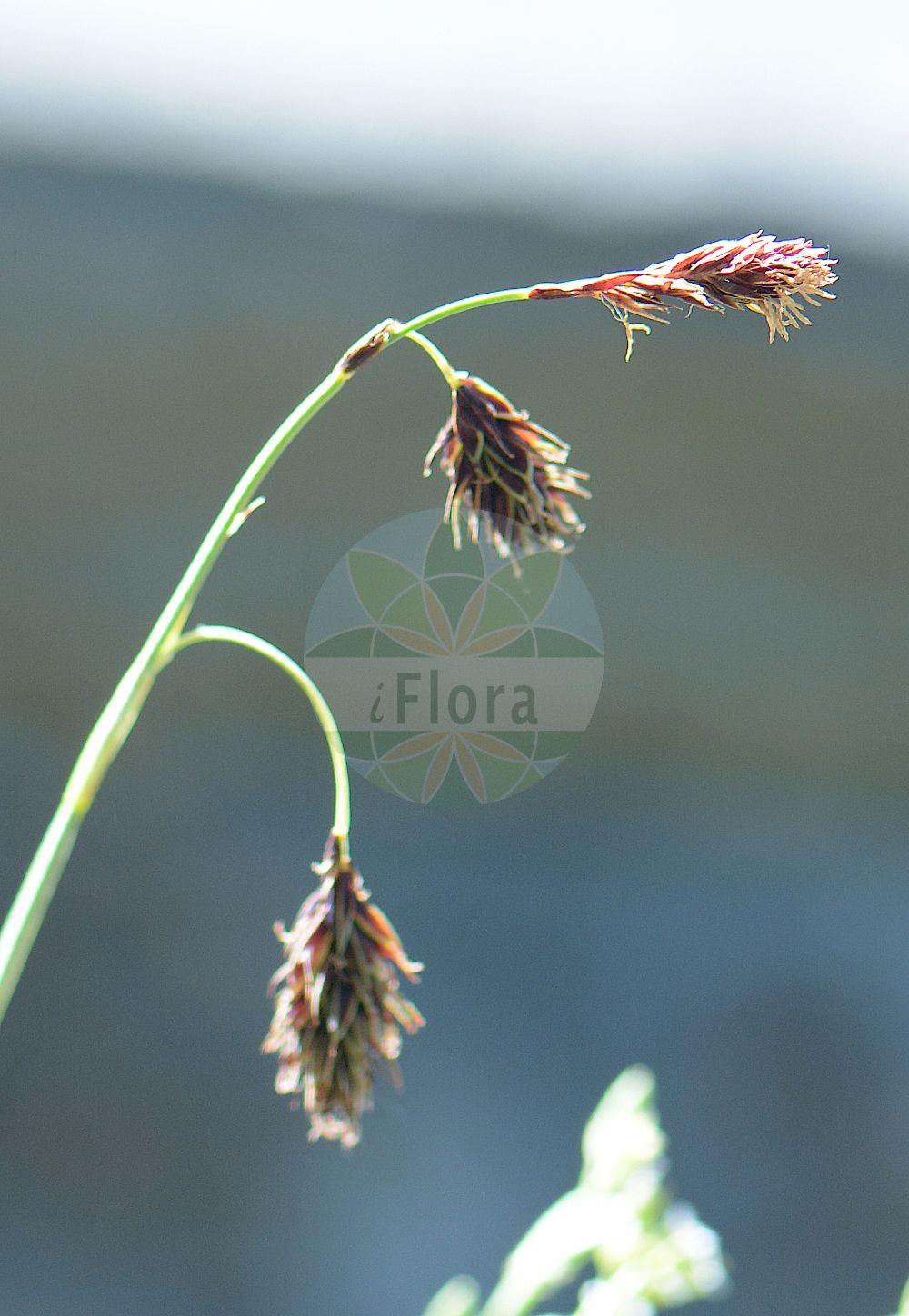 Foto von Carex atrofusca (Scorched Alpine-Sedge). Das Foto wurde in Oslo, Norwegen aufgenommen. ---- Photo of Carex atrofusca (Scorched Alpine-Sedge). The picture was taken in Oslo, Norway.(Carex atrofusca,Scorched Alpine-Sedge,Carex atrofusca,Carex ustulata,Carex,Segge,Sedge,Cyperaceae,Sauergräser,Sedge family)