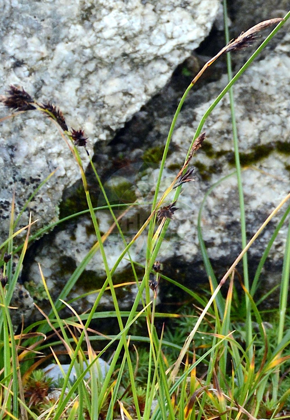 Carex fimbriata - Cyperaceae,Plantae,Pteridobiotina,Angiosperms,Poales,Cyperaceae,Carex,Carex fimbriata,Carex ferruginea var. fimbriata, Carex fuliginosa, Carex hispida, Carex hispidula, Carex pilulifera var. hispidula,Fransen-Segge;Laîche frangée;laîche à fruits rudes;Carice sfrangiata