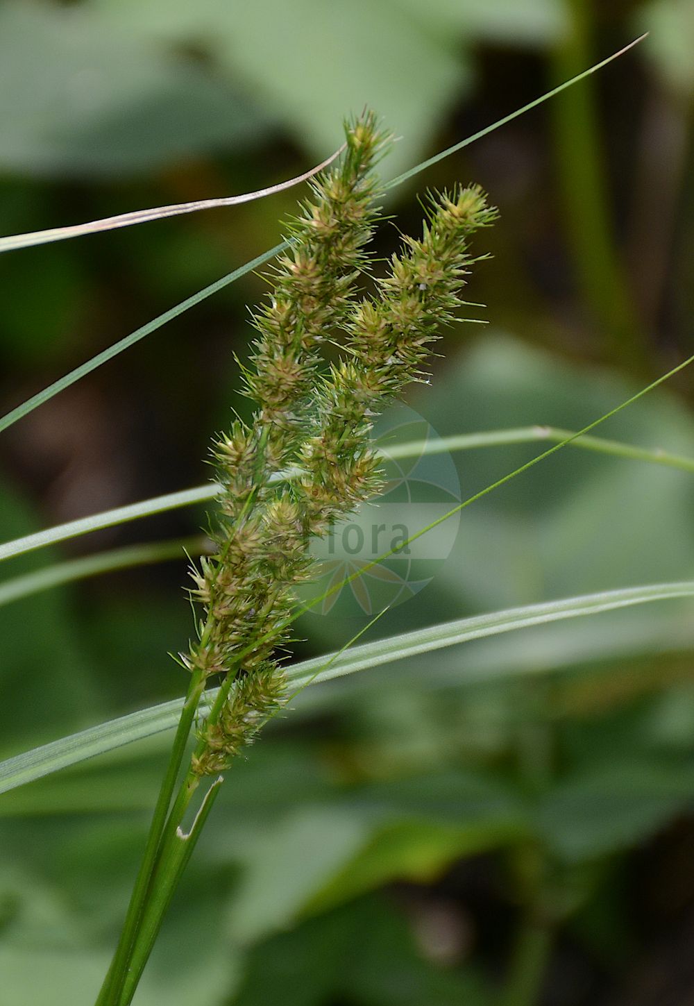 Foto von Carex vulpinoidea. Das Foto wurde in Berlin, Deutschland aufgenommen. ---- Photo of Carex vulpinoidea. The picture was taken in Berlin, Germany.(Carex vulpinoidea,Carex vulpinoidea,Vignea vulpinoidea,Carex,Segge,Sedge,Cyperaceae,Sauergräser,Sedge family)