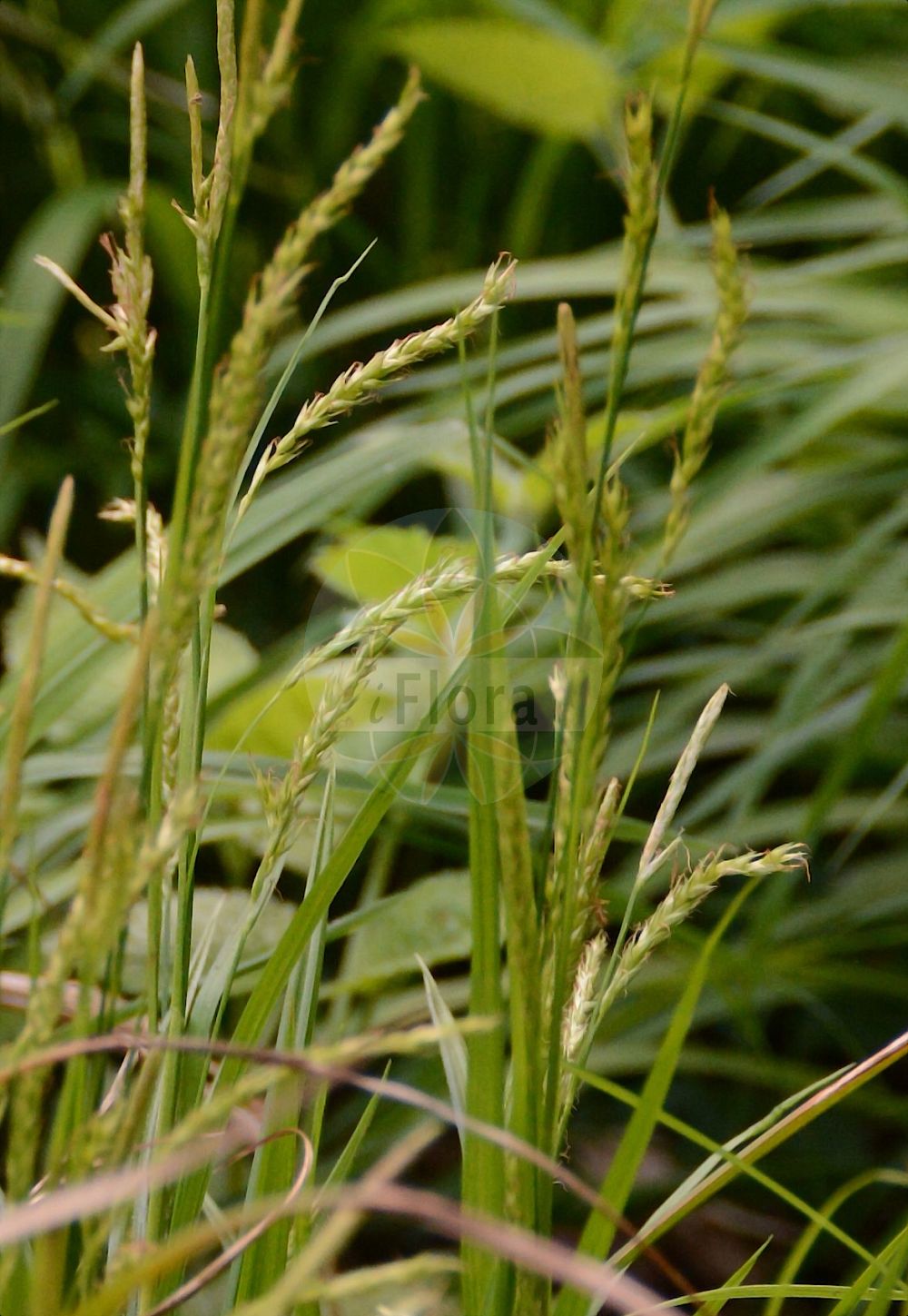 Foto von Carex laevigata (Glatte Segge - Smooth-stalked Sedge). Das Foto wurde in Bonn, Nordrhein-Westfalen, Deutschland aufgenommen. ---- Photo of Carex laevigata (Glatte Segge - Smooth-stalked Sedge). The picture was taken in Bonn, North Rhine-Westphalia, Germany.(Carex laevigata,Glatte Segge,Smooth-stalked Sedge,Carex laevigata,Carex welwitschii,Glatte Segge,Smooth-stalked Sedge,Smooth Sedge,Carex,Segge,Sedge,Cyperaceae,Sauergräser,Sedge family)