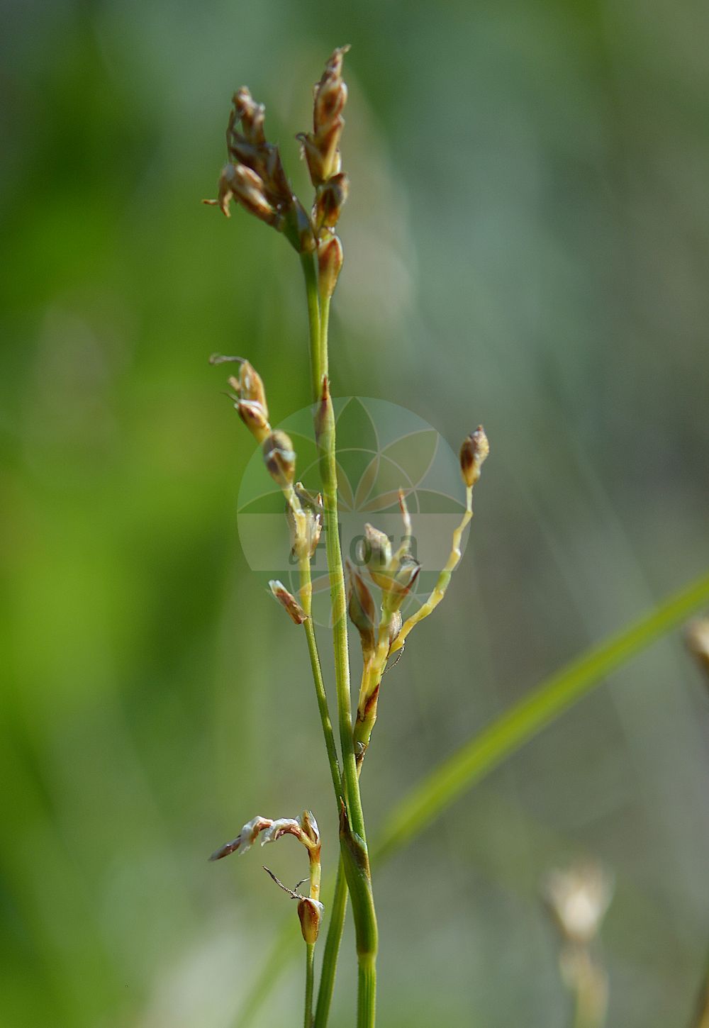 Foto von Carex pediformis. Das Foto wurde in Stockholm, Schweden aufgenommen. ---- Photo of Carex pediformis. The picture was taken in Stockholm, Sweden.(Carex pediformis,Carex pediformis,Carex,Segge,Sedge,Cyperaceae,Sauergräser,Sedge family)