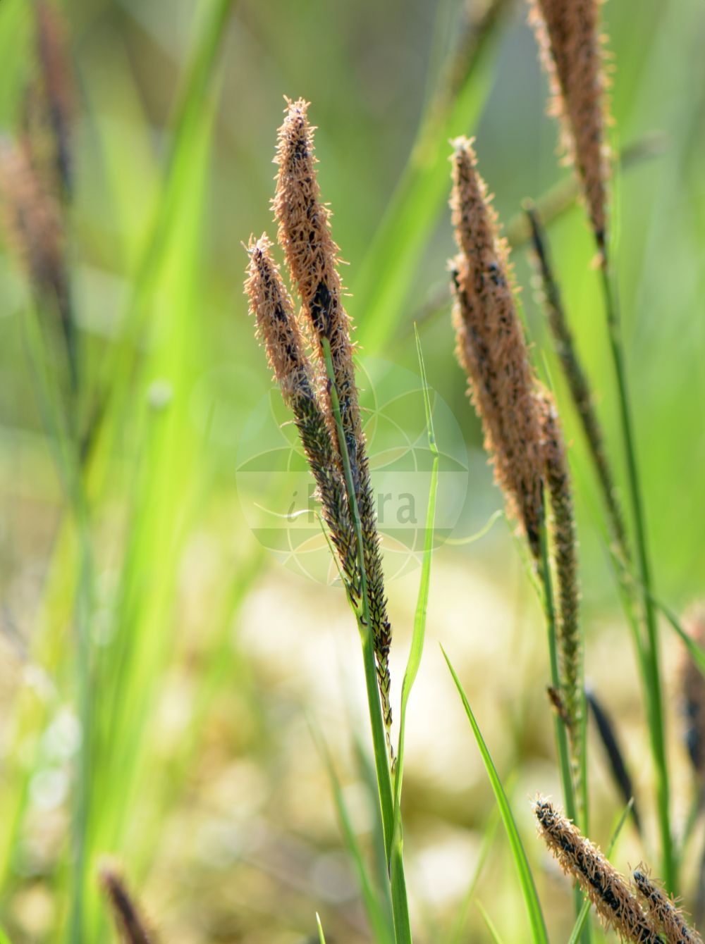 Foto von Carex buekii (Banater Segge - Banat Sedge). Das Bild zeigt Bluete und Frucht. Das Foto wurde in München, Bayern, Deutschland aufgenommen. ---- Photo of Carex buekii (Banater Segge - Banat Sedge). The image is showing flower and fruit. The picture was taken in Munich, Bavaria, Germany.(Carex buekii,Banater Segge,Banat Sedge,Carex buekii,Carex cespitosa var. buekii,Banater Segge,Banat Sedge,Carex,Segge,Sedge,Cyperaceae,Sauergräser,Sedge family,Bluete,Frucht,flower,fruit)