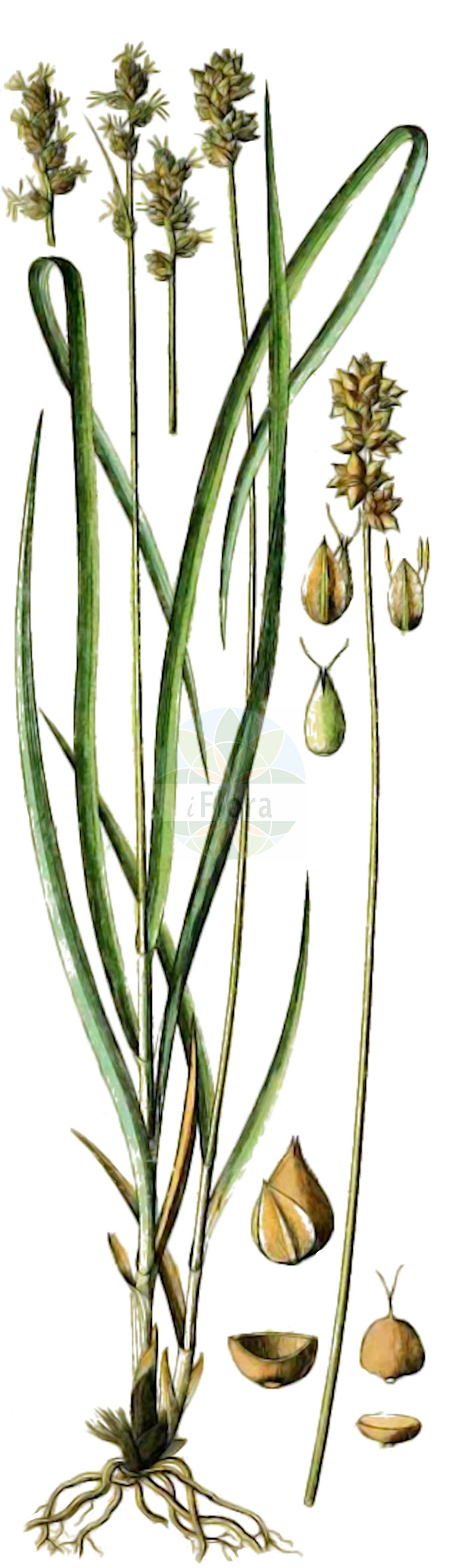 Historische Abbildung von Carex muricata subsp. pairae (Paira-Segge - Prickly Sedge). Das Bild zeigt Blatt, Bluete, Frucht und Same. ---- Historical Drawing of Carex muricata subsp. pairae (Paira-Segge - Prickly Sedge). The image is showing leaf, flower, fruit and seed.(Carex muricata subsp. pairae,Paira-Segge,Prickly Sedge,Carex pairae,Paira-Segge,Pairas Segge,Prickly Sedge,Carex,Segge,Sedge,Cyperaceae,Sauergräser,Sedge family,Blatt,Bluete,Frucht,Same,leaf,flower,fruit,seed,Schkuhr (1801))