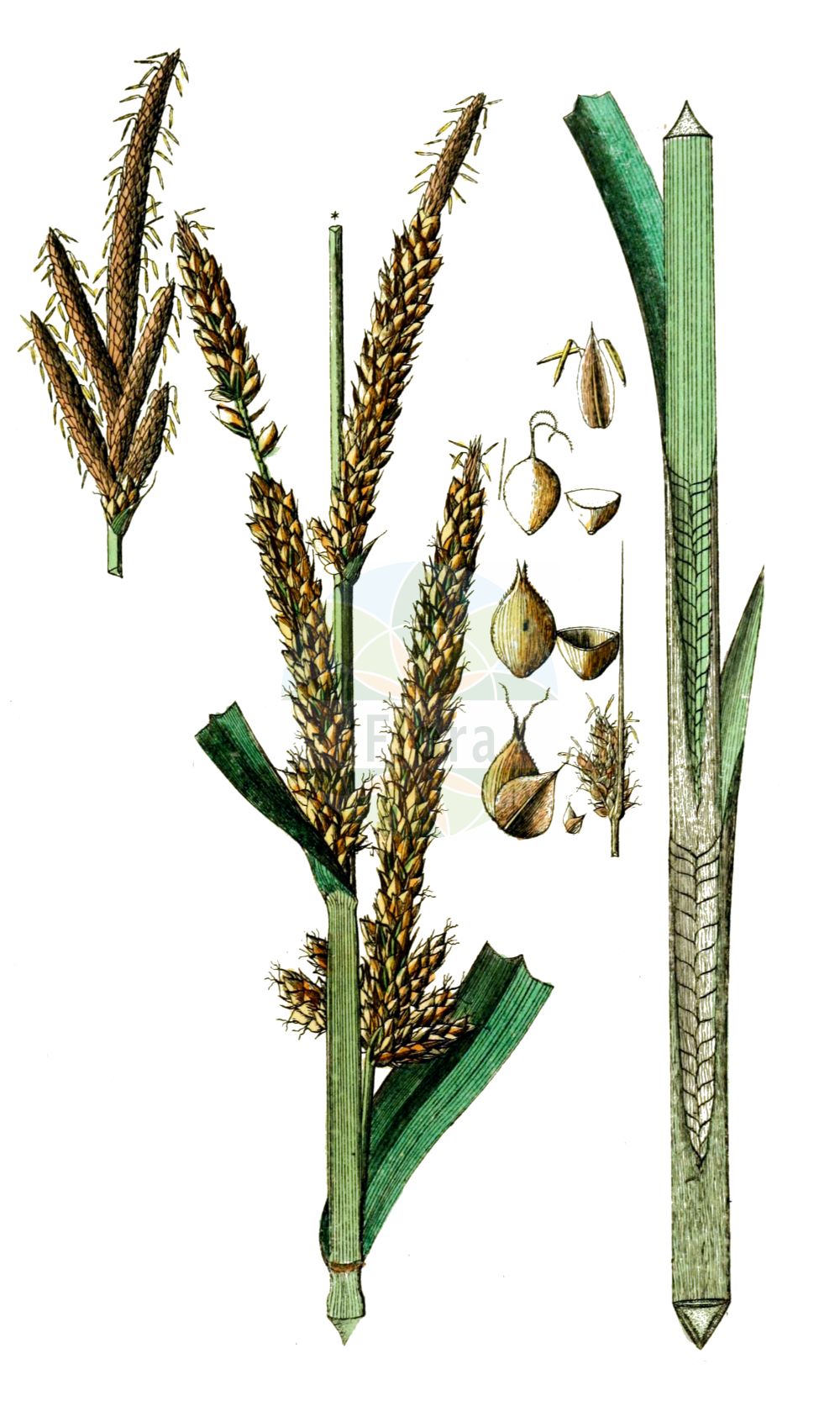 Historische Abbildung von Carex divisa (Divided Sedge). Das Bild zeigt Blatt, Bluete, Frucht und Same. ---- Historical Drawing of Carex divisa (Divided Sedge). The image is showing leaf, flower, fruit and seed.(Carex divisa,Divided Sedge,Carex algarbiensis,Carex ammophila,Carex chaetophylla,Carex divisa,Carex moniziana,Carex rivalis,Carex setifolia,Vignea divisa,Carex,Segge,Sedge,Cyperaceae,Sauergräser,Sedge family,Blatt,Bluete,Frucht,Same,leaf,flower,fruit,seed,Schkuhr (1801))