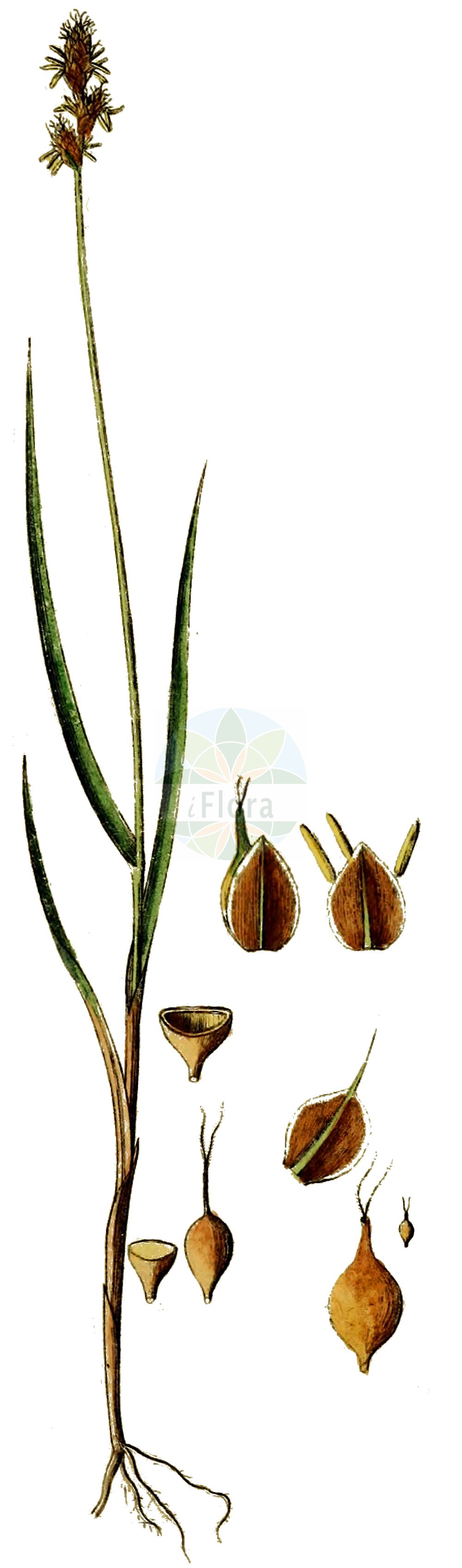 Historische Abbildung von Carex lachenalii (Hare's-foot Sedge). Das Bild zeigt Blatt, Bluete, Frucht und Same. ---- Historical Drawing of Carex lachenalii (Hare's-foot Sedge). The image is showing leaf, flower, fruit and seed.(Carex lachenalii,Hare's-foot Sedge,Carex lachenalii,Carex lagopina,Carex tripartita,Vignea lachenalii,Carex,Segge,Sedge,Cyperaceae,Sauergräser,Sedge family,Blatt,Bluete,Frucht,Same,leaf,flower,fruit,seed,Schkuhr (1801))