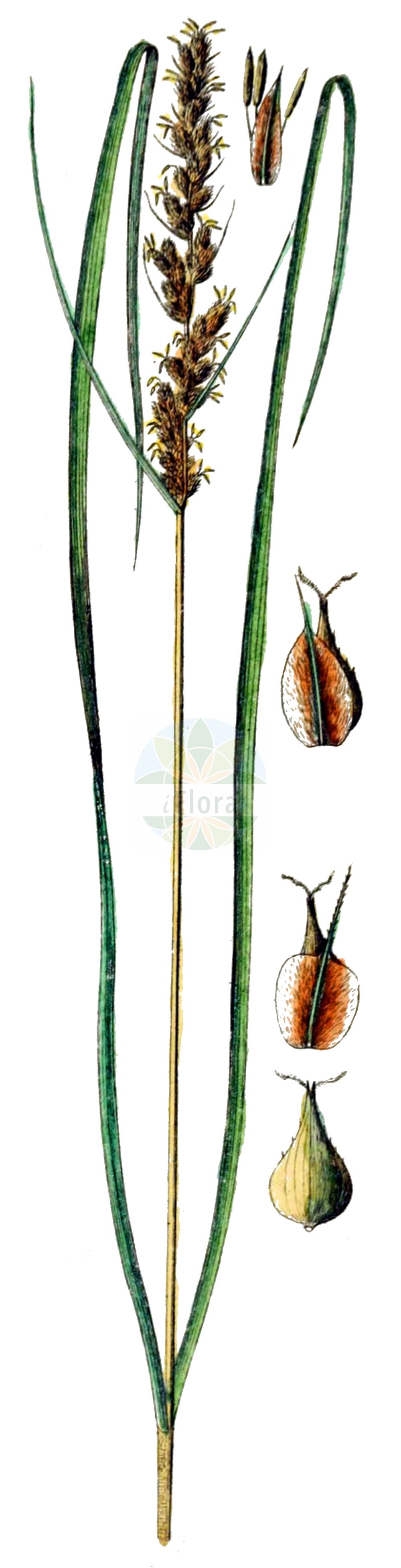 Historische Abbildung von Carex vulpinoidea. Das Bild zeigt Blatt, Bluete, Frucht und Same. ---- Historical Drawing of Carex vulpinoidea. The image is showing leaf, flower, fruit and seed.(Carex vulpinoidea,Carex vulpinoidea,Vignea vulpinoidea,Carex,Segge,Sedge,Cyperaceae,Sauergräser,Sedge family,Blatt,Bluete,Frucht,Same,leaf,flower,fruit,seed,Schkuhr (1801))