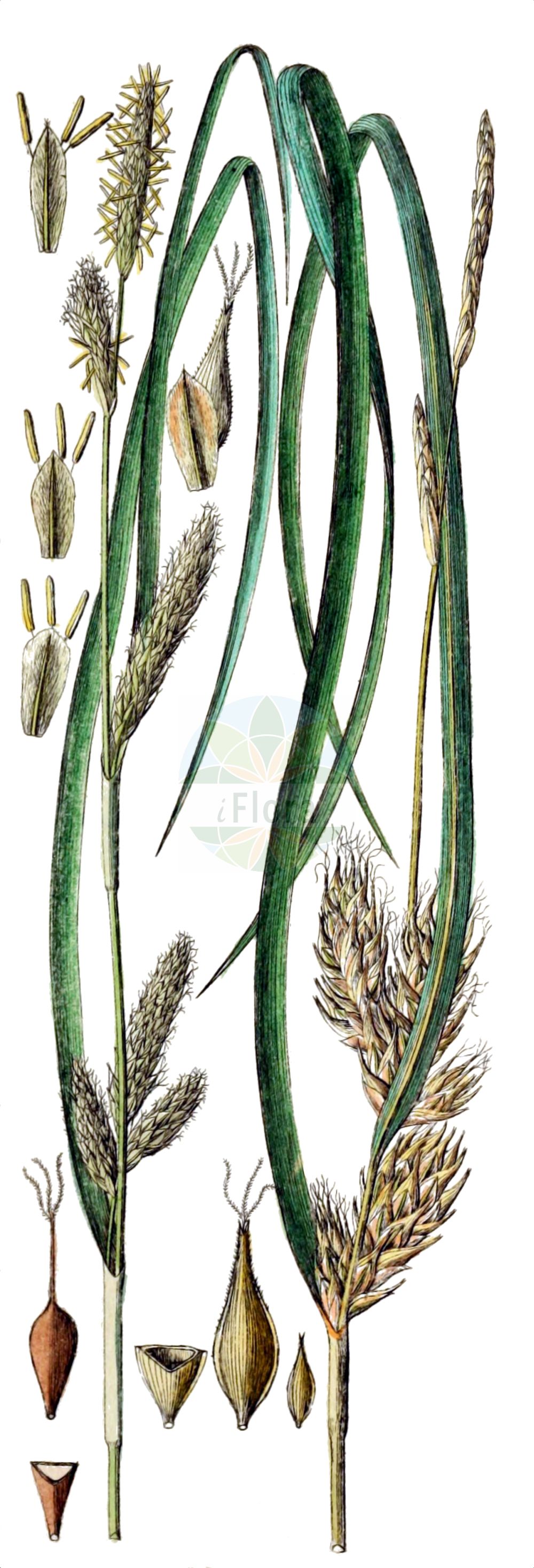 Historische Abbildung von Carex secalina (Roggen-Segge - Rye Sedge). Das Bild zeigt Blatt, Bluete, Frucht und Same. ---- Historical Drawing of Carex secalina (Roggen-Segge - Rye Sedge). The image is showing leaf, flower, fruit and seed.(Carex secalina,Roggen-Segge,Rye Sedge,Carex secalina,Roggen-Segge,Rye Sedge,Carex,Segge,Sedge,Cyperaceae,Sauergräser,Sedge family,Blatt,Bluete,Frucht,Same,leaf,flower,fruit,seed,Schkuhr (1801))