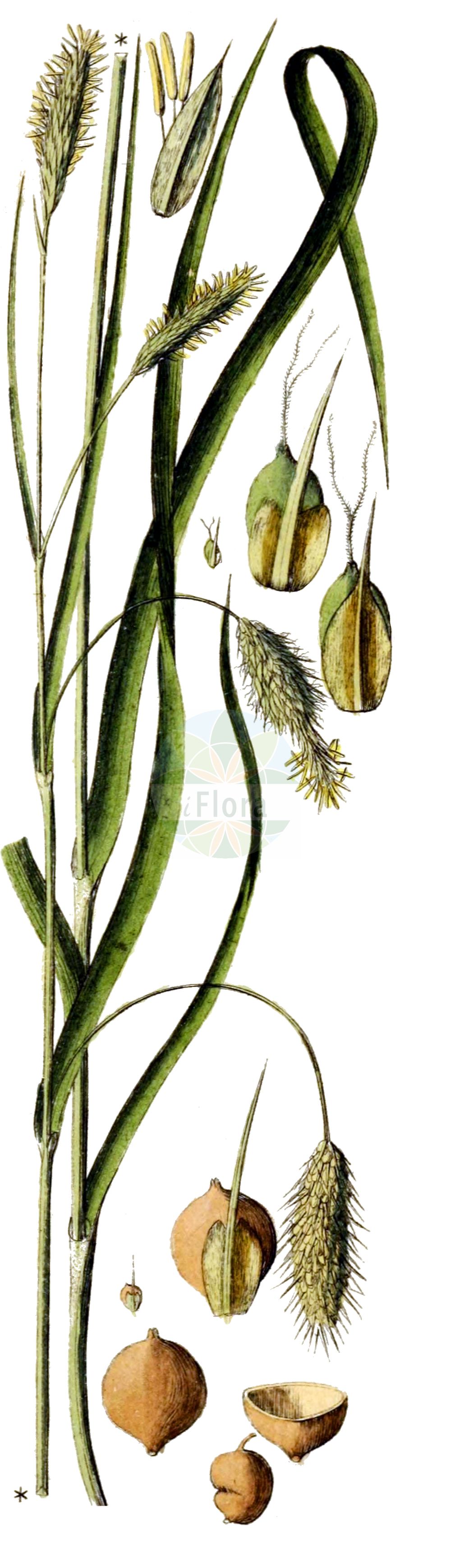 Historische Abbildung von Carex paleacea. Das Bild zeigt Blatt, Bluete, Frucht und Same. ---- Historical Drawing of Carex paleacea. The image is showing leaf, flower, fruit and seed.(Carex paleacea,Carex maritima,Carex paleacea,Carex paralia,Carex,Segge,Sedge,Cyperaceae,Sauergräser,Sedge family,Blatt,Bluete,Frucht,Same,leaf,flower,fruit,seed,Schkuhr (1801))