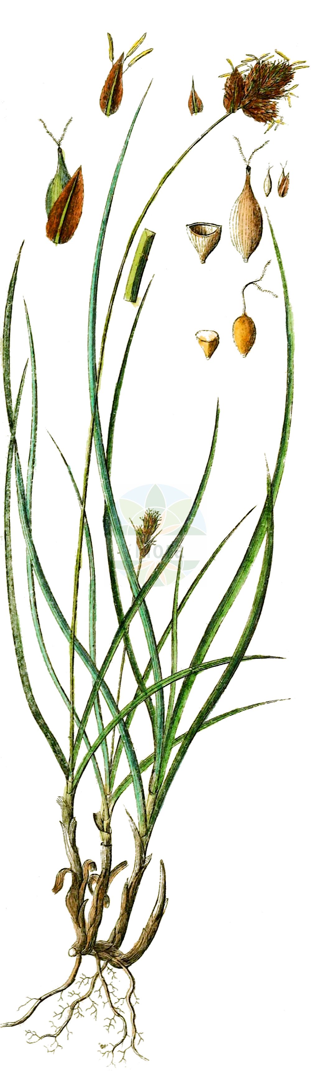 Historische Abbildung von Carex foetida. Das Bild zeigt Blatt, Bluete, Frucht und Same. ---- Historical Drawing of Carex foetida. The image is showing leaf, flower, fruit and seed.(Carex foetida,Carex foetida,Carex,Segge,Sedge,Cyperaceae,Sauergräser,Sedge family,Blatt,Bluete,Frucht,Same,leaf,flower,fruit,seed,Schkuhr (1801))