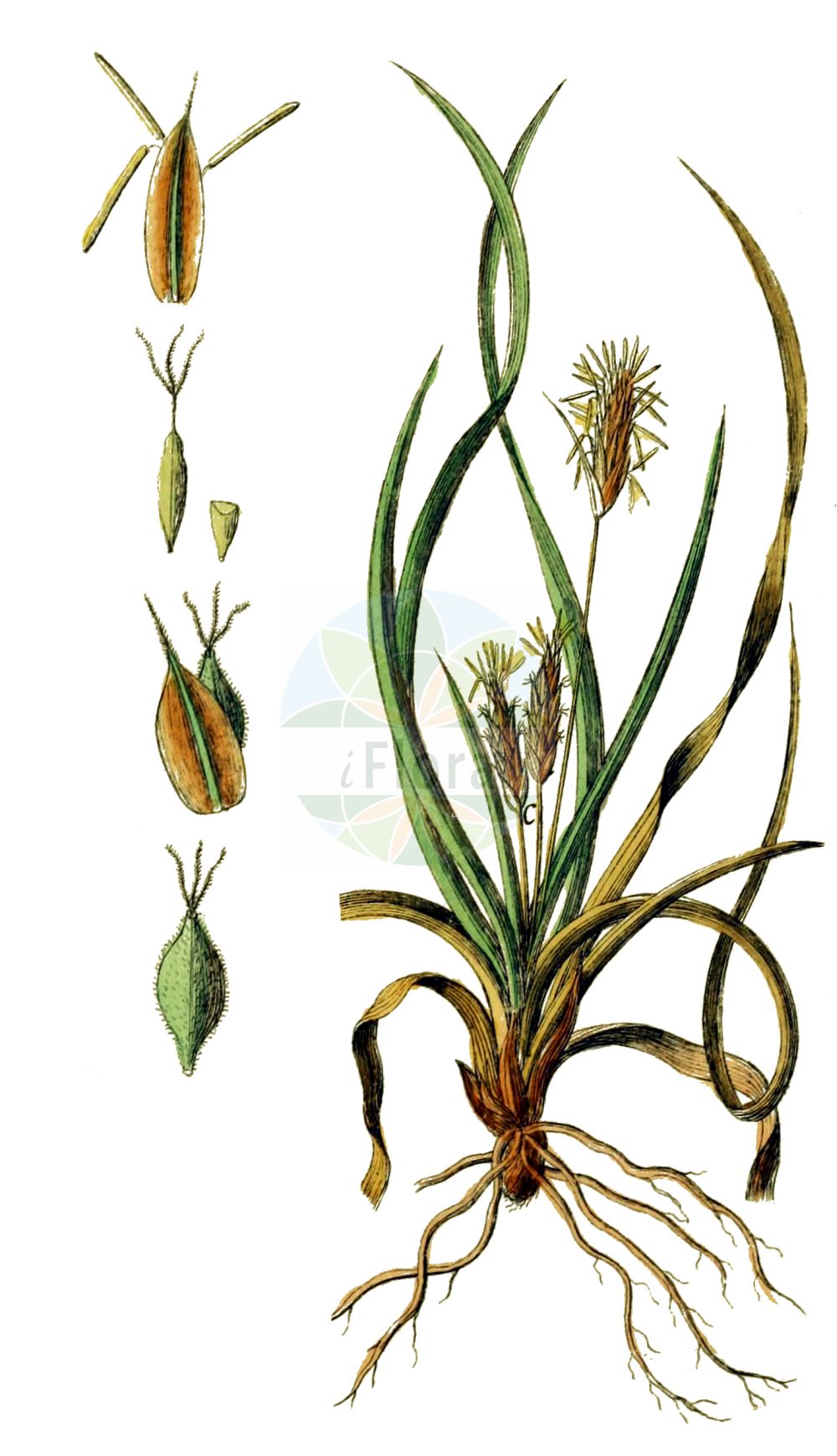 Historische Abbildung von Carex depressa. Das Bild zeigt Blatt, Bluete, Frucht und Same. ---- Historical Drawing of Carex depressa. The image is showing leaf, flower, fruit and seed.(Carex depressa,Carex depressa,Carex hallerana subsp. depressa,Carex,Segge,Sedge,Cyperaceae,Sauergräser,Sedge family,Blatt,Bluete,Frucht,Same,leaf,flower,fruit,seed,Schkuhr (1801))