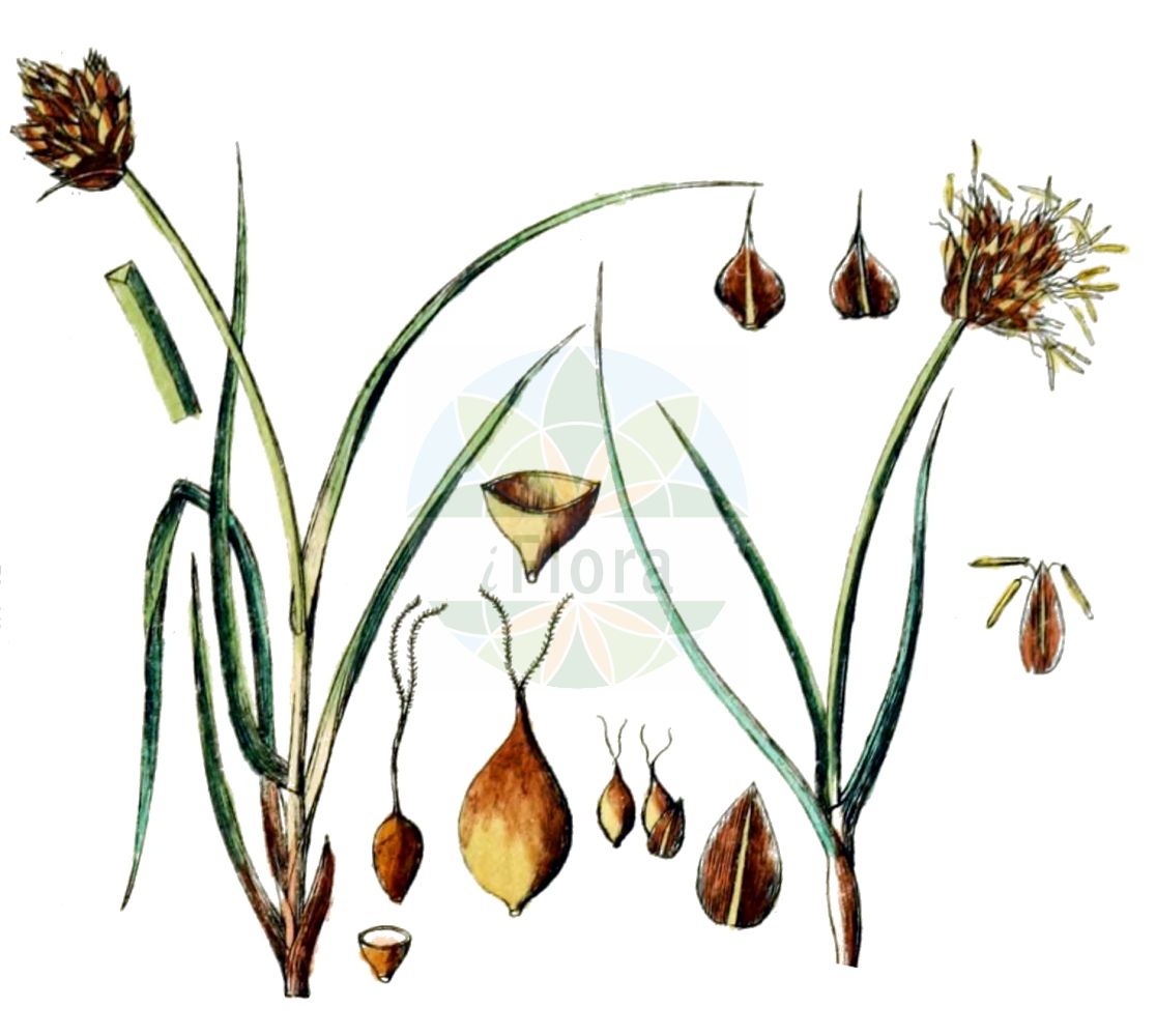 Historische Abbildung von Carex maritima (Curved Sedge). Das Bild zeigt Blatt, Bluete, Frucht und Same. ---- Historical Drawing of Carex maritima (Curved Sedge). The image is showing leaf, flower, fruit and seed.(Carex maritima,Curved Sedge,Carex incurva,Carex juncifolia,Carex maritima,Carex setina,Carex,Segge,Sedge,Cyperaceae,Sauergräser,Sedge family,Blatt,Bluete,Frucht,Same,leaf,flower,fruit,seed,Schkuhr (1801))