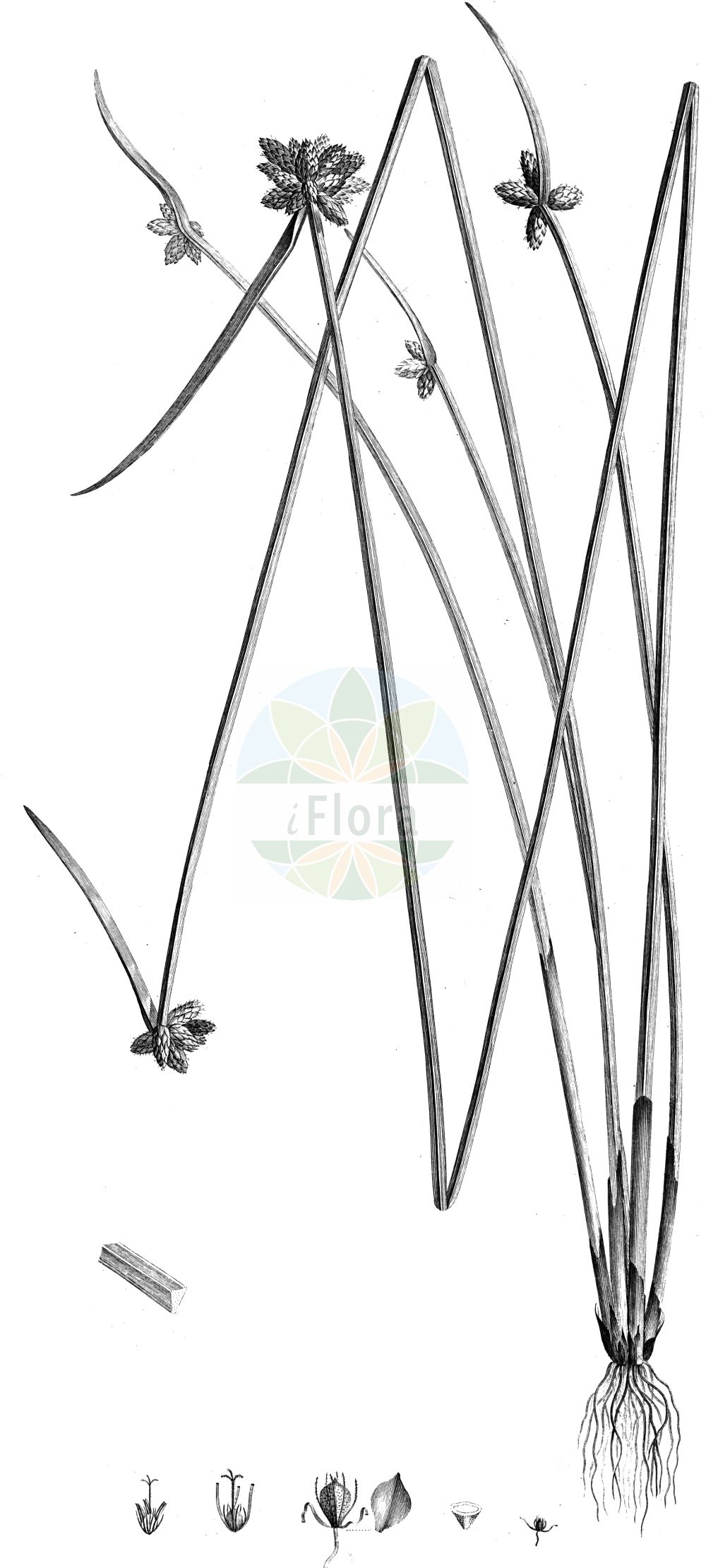 Historische Abbildung von Schoenoplectus mucronatus (Stachelspitzige Teichsimse - Rice-field Bulrush). Das Bild zeigt Blatt, Bluete, Frucht und Same. ---- Historical Drawing of Schoenoplectus mucronatus (Stachelspitzige Teichsimse - Rice-field Bulrush). The image is showing leaf, flower, fruit and seed.(Schoenoplectus mucronatus,Stachelspitzige Teichsimse,Rice-field Bulrush,Schoenoplectus mucronatus,Scirpus mucronatus,Stachelspitzige Teichsimse,Stachelige Teichbinse,Rice-field Bulrush,Bog Bulrush,Rough-seed Bulrush,Rough-seed Clubrush,Schoenoplectus,Teichsimse,Bulrush,Cyperaceae,Sauergräser,Sedge family,Blatt,Bluete,Frucht,Same,leaf,flower,fruit,seed,Raffeneau-Delile (1813))