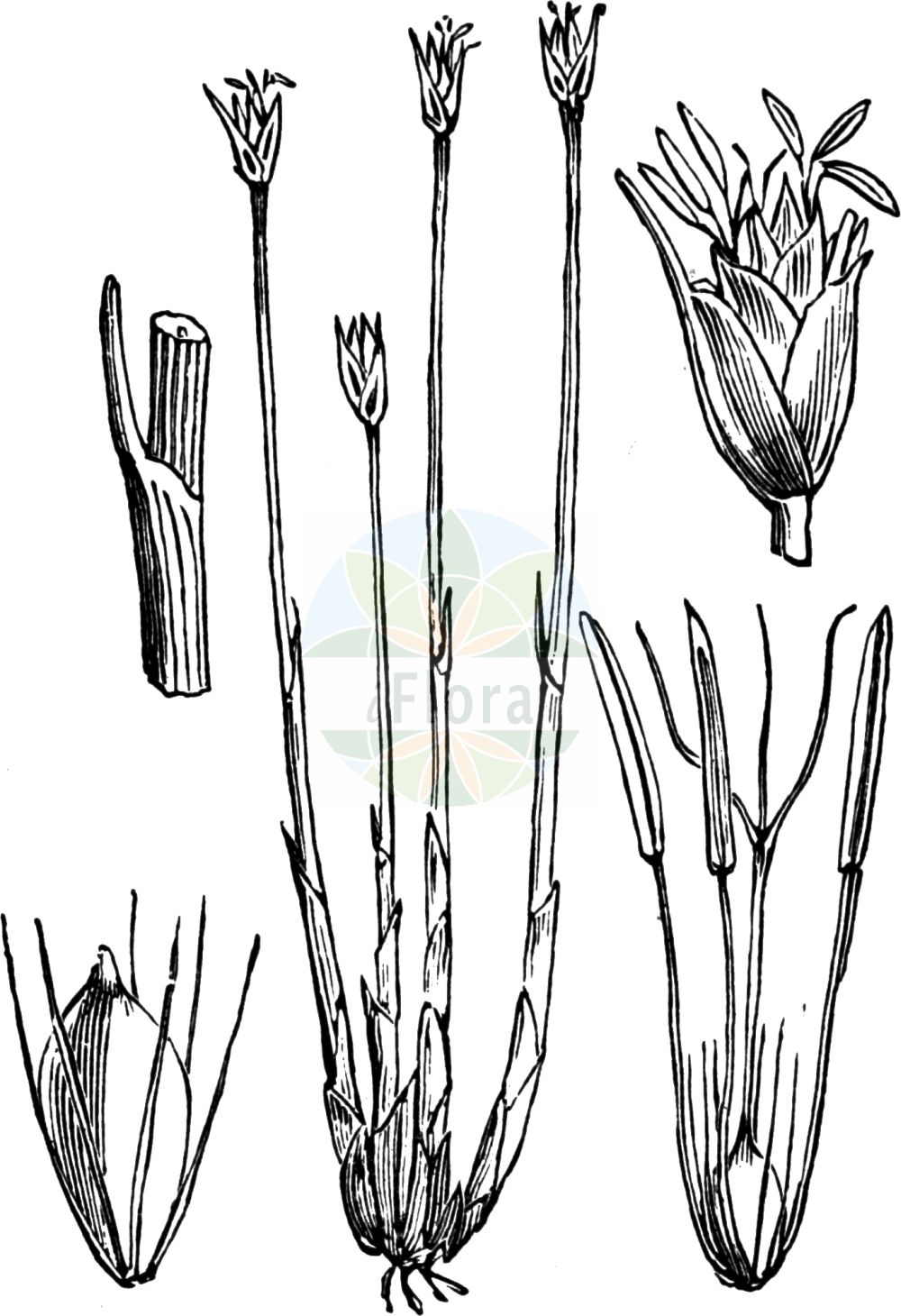 Historische Abbildung von Trichophorum cespitosum (Rasenbinse - Deergrass). Das Bild zeigt Blatt, Bluete, Frucht und Same. ---- Historical Drawing of Trichophorum cespitosum (Rasenbinse - Deergrass). The image is showing leaf, flower, fruit and seed.(Trichophorum cespitosum,Rasenbinse,Deergrass,Baeothryon caespitosum,Scirpus cespitosus,Trichophorum cespitosum,Rasenbinse,Deutsche Rasenbinse,Echte Rasenbinse,Rasenbinse i.w.S.,Deergrass,Trichophorum,Rasenbinse,Bulrush,Cyperaceae,Sauergräser,Sedge family,Blatt,Bluete,Frucht,Same,leaf,flower,fruit,seed,Fitch et al. (1880))