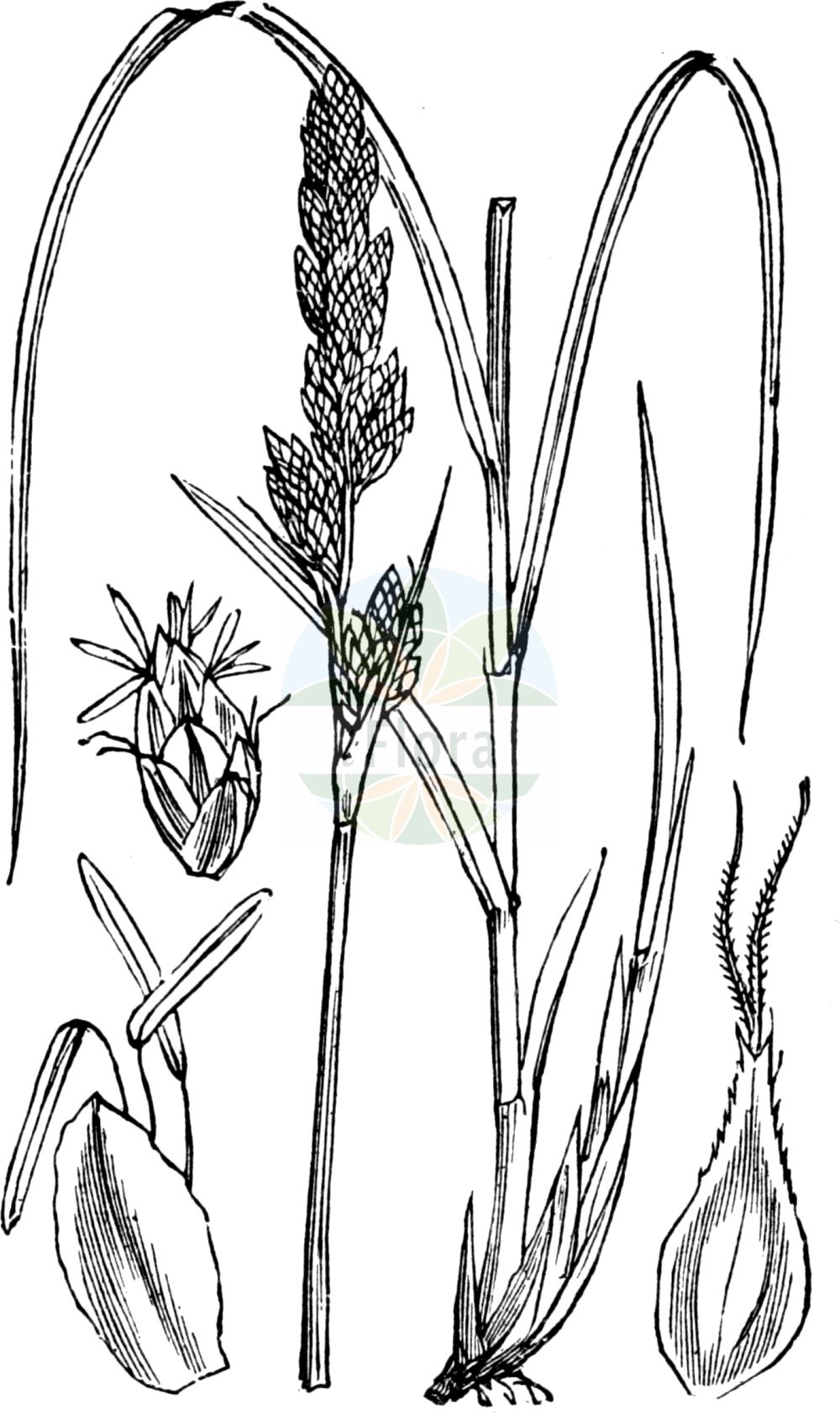 Historische Abbildung von Carex paniculata (Rispen-Segge - Greater Tussock-Sedge). Das Bild zeigt Blatt, Bluete, Frucht und Same. ---- Historical Drawing of Carex paniculata (Rispen-Segge - Greater Tussock-Sedge). The image is showing leaf, flower, fruit and seed.(Carex paniculata,Rispen-Segge,Greater Tussock-Sedge,Carex paniculata,Vignea paniculata,Rispen-Segge,Greater Tussock-Sedge,Panicled Sedge,Tussock Sedge,Carex,Segge,Sedge,Cyperaceae,Sauergräser,Sedge family,Blatt,Bluete,Frucht,Same,leaf,flower,fruit,seed,Fitch et al. (1880))