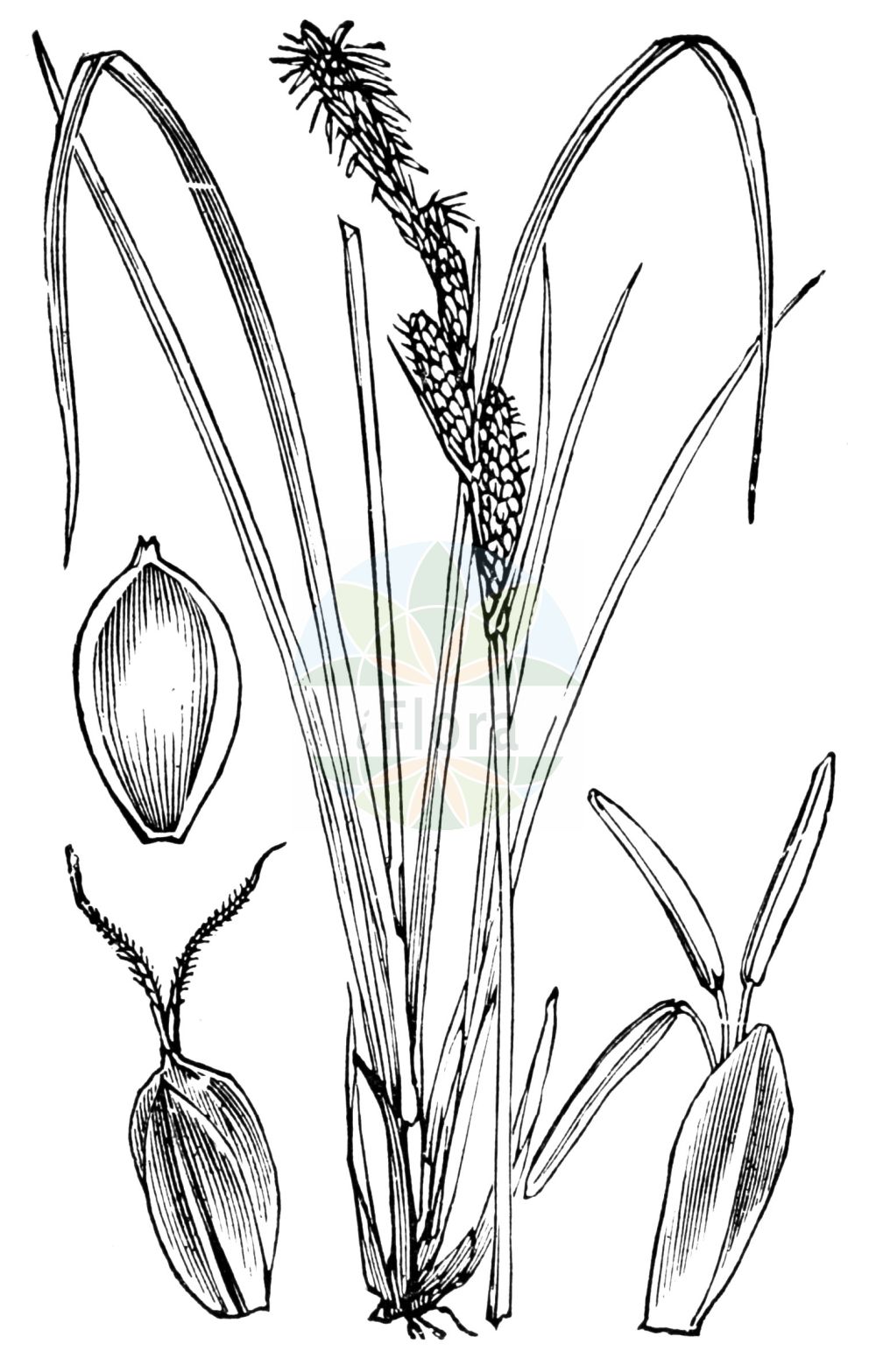 Carex cespitosa - Cyperaceae,Plantae,Pteridobiotina,Angiosperms,Poales,Cyperaceae,Carex,Carex cespitosa,Carex alpestris, Carex caespitosa f. retorta, Carex caespitosa var. inumbrata, Carex cespitosa f. acutiuscula, Carex cespitosa f. major, Carex cespitosa f. polystachya, Carex cespitosa f. retorta, Carex cespitosa subsp. minuta, Carex cespitosa var. alpina, Carex cespitosa var. elongata, Carex cespitosa var. filifolia, Carex cespitosa var. hyalinosquamis, Carex cespitosa var. latifolia, Carex cespitosa var. minuta, Carex cespitosa var. multifibrillosa, Carex cespitosa var. multiflora, Carex cespitosa var. retorta, Carex cespitosa var. retorta, Carex cespitosa var. rubra, Carex cespitosa var. spreta, Carex cespitosa var. strictiformis, Carex cespitosa var. strictissima, Carex cespitosa var. waisbeckeri, Carex drejeri, Carex erecta, Carex fascicularis, Carex ferax, Carex ferax, Carex fridrichsthaliana, Carex glabella, Carex humilis, Carex inaequalis, Carex inumbrata, Carex minuta, Carex neglecta, Carex neglecta var. major, Carex nutans, Carex nutans, Carex obesa, Carex oligophylla, Carex pacifica, Carex quinata, Carex quinata, Carex retorta, Carex rigida, Carex rubra, Carex sororia, Carex spreta, Carex stricta subsp. cespitosa, Carex stricta subsp. cespitosa, Carex usta, Limivasculum caespitosum, Neskiza caespitosa, Vignantha drejeri var. alpina, Vignantha dreyeri, Vignea caespitosa, Vignea drejeri, Vignea neglecta, Vignea pacifica,Rasen-Segge;lesser tufted-sedge;Laîche gazonnante;Carice cespugliosa