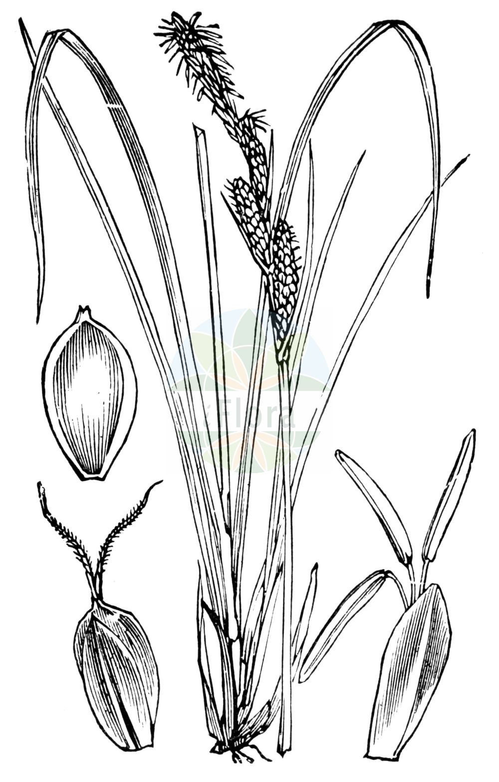 Historische Abbildung von Carex cespitosa (Rasen-Segge - Lesser Tufted-Sedge). Das Bild zeigt Blatt, Bluete, Frucht und Same. ---- Historical Drawing of Carex cespitosa (Rasen-Segge - Lesser Tufted-Sedge). The image is showing leaf, flower, fruit and seed.(Carex cespitosa,Rasen-Segge,Lesser Tufted-Sedge,Carex cespitosa,Carex inumbrata,Carex neglecta,Carex retorta,Vignea neglecta,Rasen-Segge,Lesser Tufted-Sedge,Carex,Segge,Sedge,Cyperaceae,Sauergräser,Sedge family,Blatt,Bluete,Frucht,Same,leaf,flower,fruit,seed,Fitch et al. (1880))