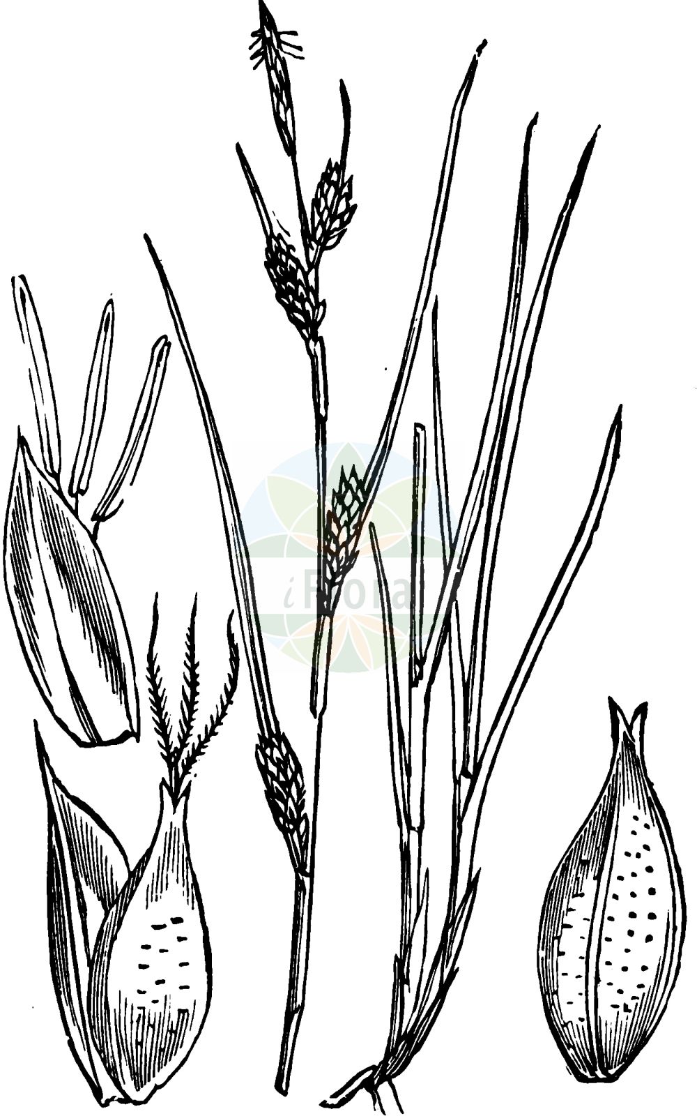 Historische Abbildung von Carex punctata (Punktierte Segge - Dotted Sedge). Das Bild zeigt Blatt, Bluete, Frucht und Same. ---- Historical Drawing of Carex punctata (Punktierte Segge - Dotted Sedge). The image is showing leaf, flower, fruit and seed.(Carex punctata,Punktierte Segge,Dotted Sedge,Carex laevicaulis,Carex punctata,Carex punctata var. laevicaulis,Punktierte Segge,Punkt-Segge,Dotted Sedge,Carex,Segge,Sedge,Cyperaceae,Sauergräser,Sedge family,Blatt,Bluete,Frucht,Same,leaf,flower,fruit,seed,Fitch et al. (1880))