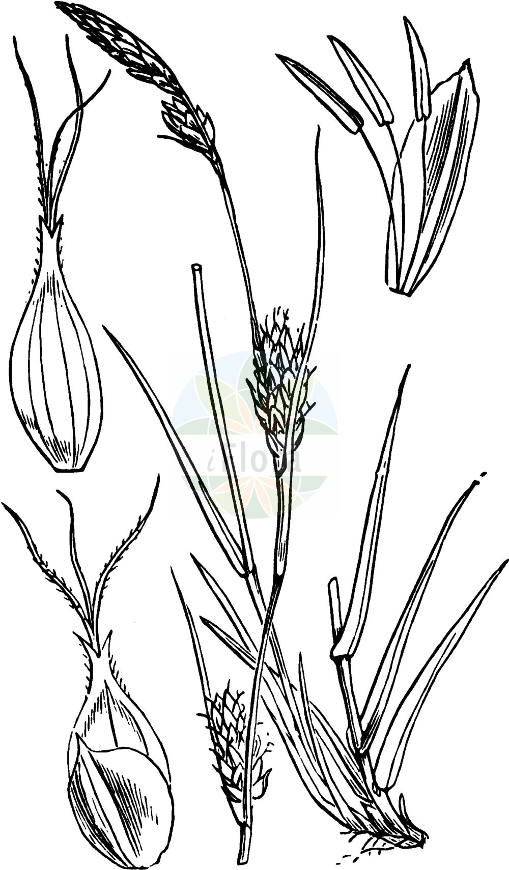 Historische Abbildung von Carex distans (Entferntährige Segge - Distant Sedge). Das Bild zeigt Blatt, Bluete, Frucht und Same. ---- Historical Drawing of Carex distans (Entferntährige Segge - Distant Sedge). The image is showing leaf, flower, fruit and seed.(Carex distans,Entferntährige Segge,Distant Sedge,Carex distans,Carex forficula,Carex mariae-victorinii,Carex vikingensis,Entferntaehrige Segge,Luecken-Segge,Distant Sedge,Carex,Segge,Sedge,Cyperaceae,Sauergräser,Sedge family,Blatt,Bluete,Frucht,Same,leaf,flower,fruit,seed,Fitch et al. (1880))