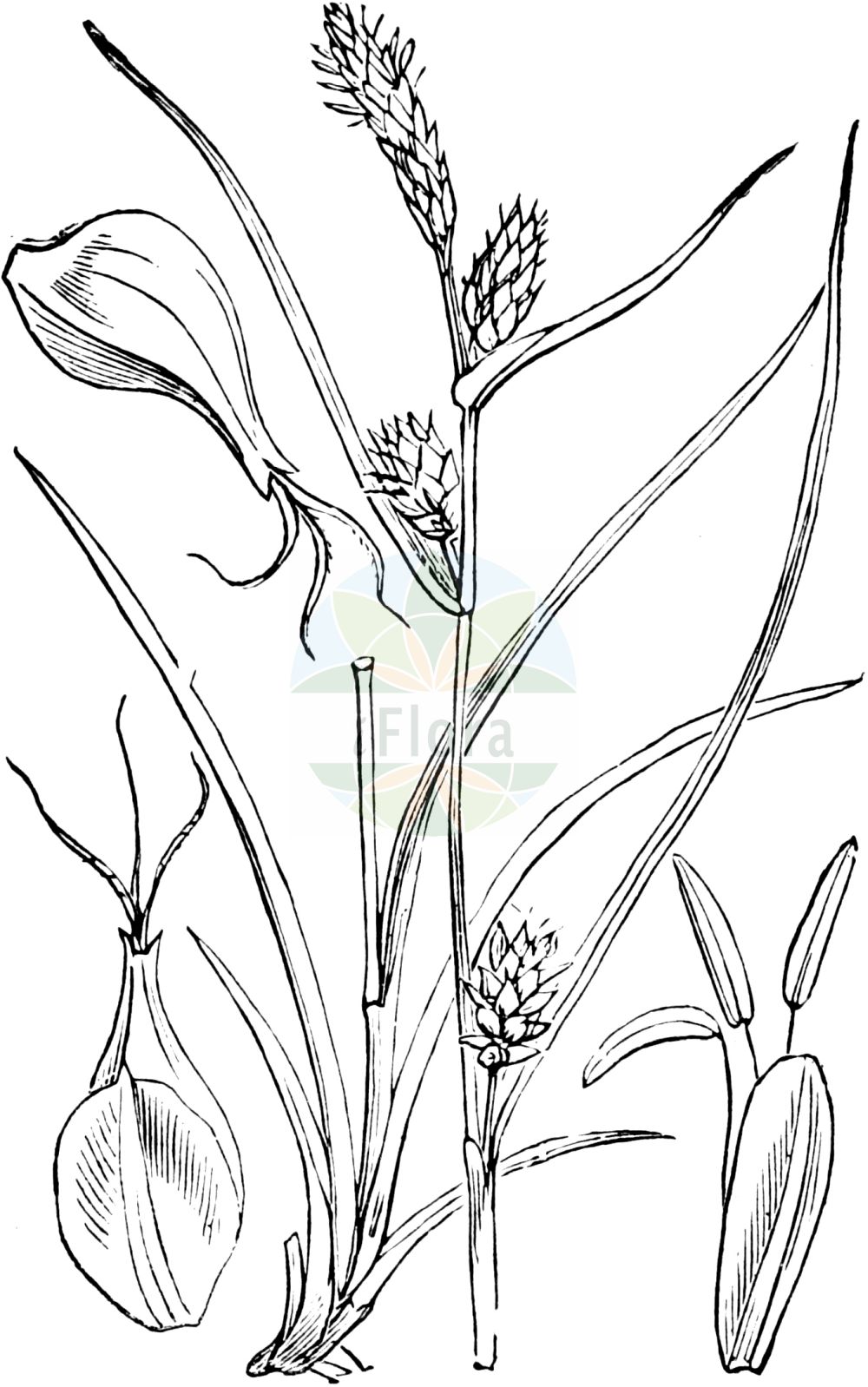 Historische Abbildung von Carex flava (Gelb-Segge - Large Yellow-Sedge). Das Bild zeigt Blatt, Bluete, Frucht und Same. ---- Historical Drawing of Carex flava (Gelb-Segge - Large Yellow-Sedge). The image is showing leaf, flower, fruit and seed.(Carex flava,Gelb-Segge,Large Yellow-Sedge,Carex flava,Carex flavella,Carex nevadensis subsp. flavella,Gelb-Segge,Alpen-Gelb-Segge,Gewoehnliche Gelbsegge,Large Yellow-Sedge,Common Yellow Sedge,Yellow Sedge,Carex,Segge,Sedge,Cyperaceae,Sauergräser,Sedge family,Blatt,Bluete,Frucht,Same,leaf,flower,fruit,seed,Fitch et al. (1880))