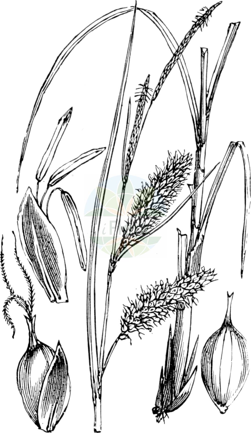 Carex rostrata - Cyperaceae,Plantae,Pteridobiotina,Angiosperms,Poales,Cyperaceae,Carex,Carex rostrata,Carex ampullacea, Carex rostrata f. rostrata, Carex rostrata f. sparangiformis, Trasus ampullaceus,Schnabel-Segge;Bastard-Blasen-Segge;bottle sedge;carex rostré;beaked sedge;northwest territory sedge;Laîche à utricules contractés en bec;laiche rostrée;laîche en ampoule;laîche terminée en bec;Carice rigonfia;snavel-zegge;snavelzegge;осока вздутая;sırıksaparna;presje;càrex rostrat;kljunasti šaš;flask-starr;flaskstarr;næb-star;turzyca dzióbkowata;kljunasti šaš;csőrös sás;ostřice zobánkatá;ostrica zobáčikatá;осока здута;човчеста острица;pudeltarn;uzpūstais grīslis;flaskestorr;pullosara;кљунаста оштрица;snapuotoji viksva;huī zhū tái cǎo;灰株薹草