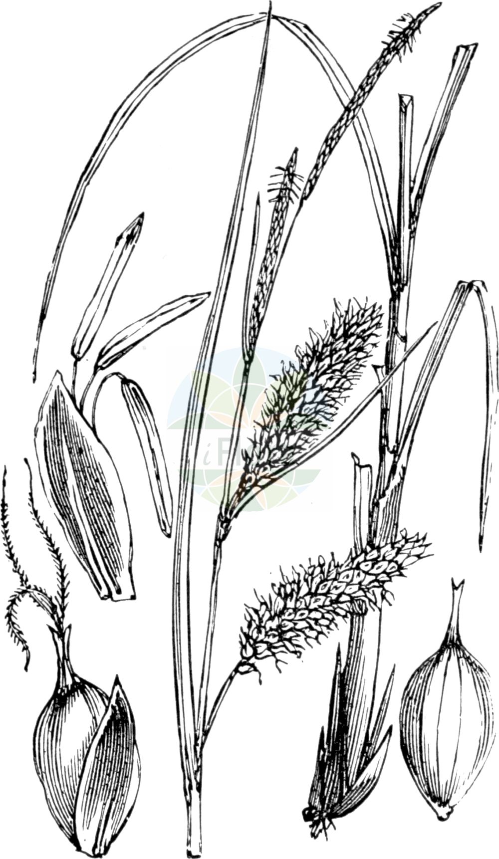 Historische Abbildung von Carex rostrata (Schnabel-Segge - Bottle Sedge). Das Bild zeigt Blatt, Bluete, Frucht und Same. ---- Historical Drawing of Carex rostrata (Schnabel-Segge - Bottle Sedge). The image is showing leaf, flower, fruit and seed.(Carex rostrata,Schnabel-Segge,Bottle Sedge,Carex ampullacea,Carex inflata,Carex rostrata,Schnabel-Segge,Bottle Sedge,Beaked Sedge,Northwest Territory Sedge,Carex,Segge,Sedge,Cyperaceae,Sauergräser,Sedge family,Blatt,Bluete,Frucht,Same,leaf,flower,fruit,seed,Fitch et al. (1880))