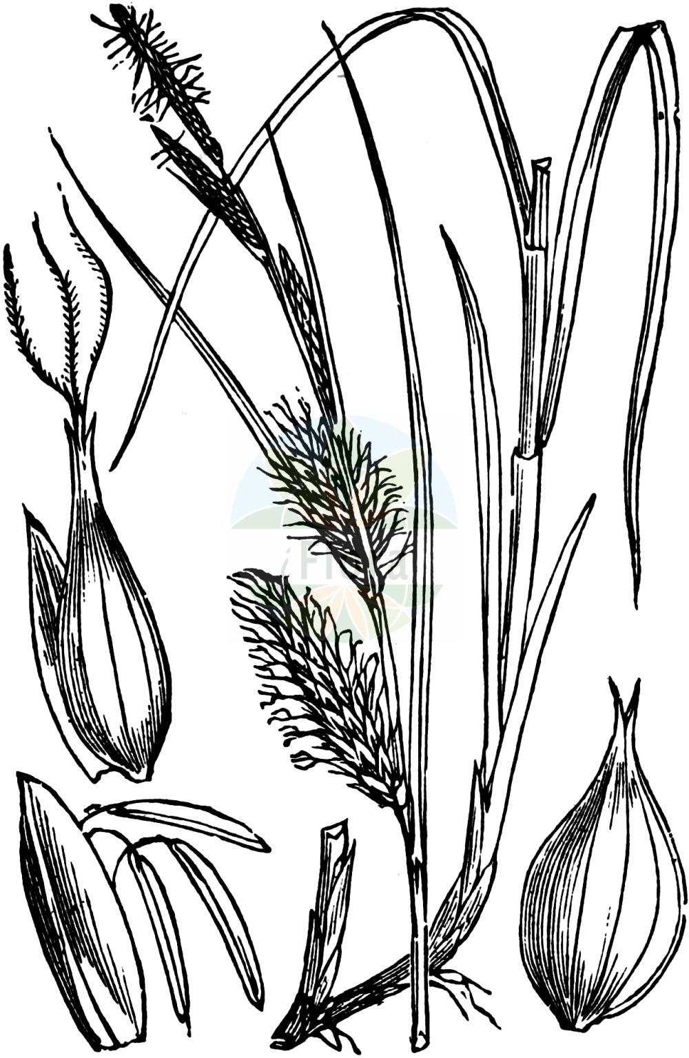 Historische Abbildung von Carex vesicaria (Blasen-Segge - Bladder-Sedge). Das Bild zeigt Blatt, Bluete, Frucht und Same. ---- Historical Drawing of Carex vesicaria (Blasen-Segge - Bladder-Sedge). The image is showing leaf, flower, fruit and seed.(Carex vesicaria,Blasen-Segge,Bladder-Sedge,Carex vesicaria,Blasen-Segge,Bastard-Blasen-Segge,Bladder-Sedge,Blister Sedge,Carex,Segge,Sedge,Cyperaceae,Sauergräser,Sedge family,Blatt,Bluete,Frucht,Same,leaf,flower,fruit,seed,Fitch et al. (1880))