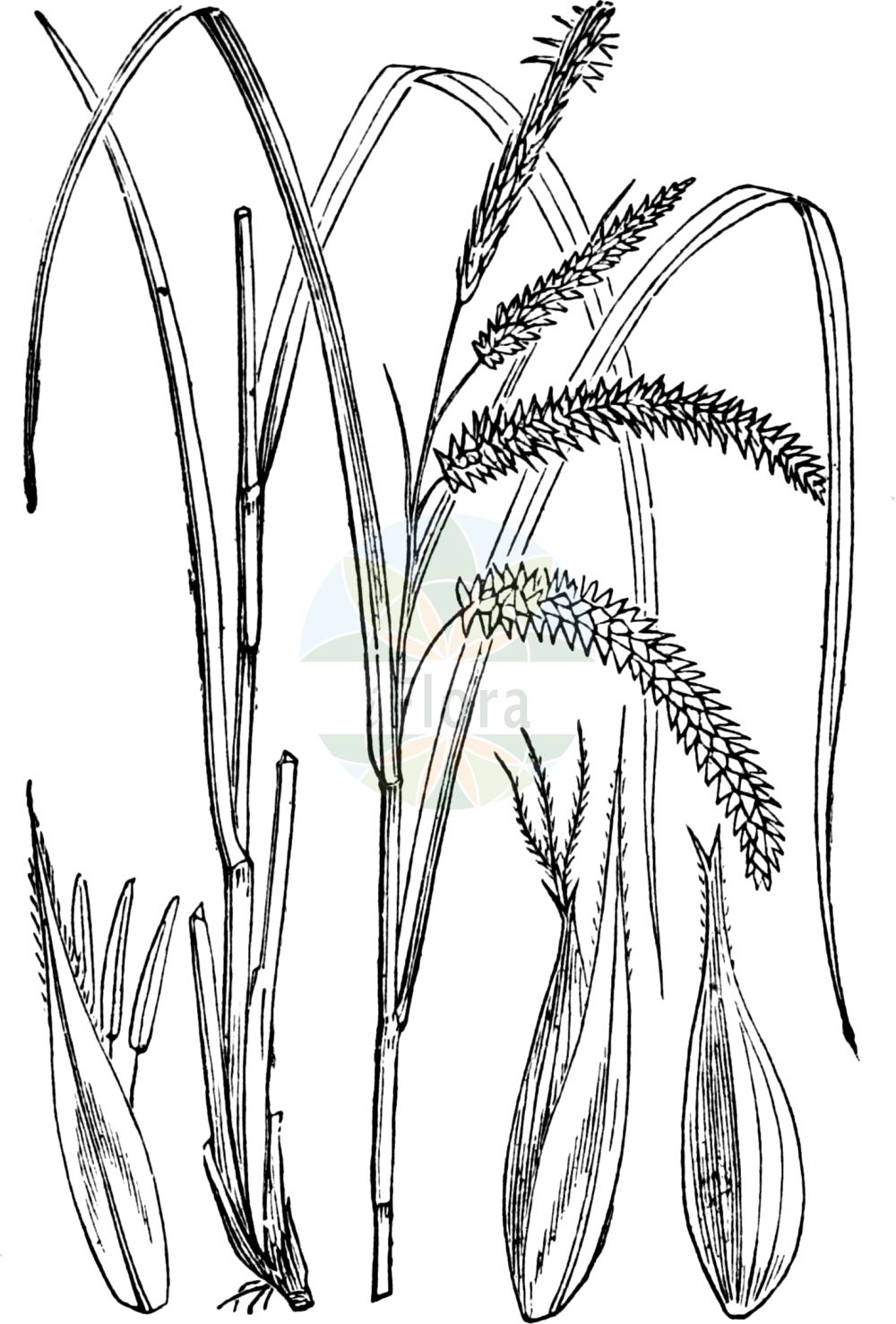 Historische Abbildung von Carex pseudocyperus (Scheinzypergras-Segge - Cyperus Sedge). Das Bild zeigt Blatt, Bluete, Frucht und Same. ---- Historical Drawing of Carex pseudocyperus (Scheinzypergras-Segge - Cyperus Sedge). The image is showing leaf, flower, fruit and seed.(Carex pseudocyperus,Scheinzypergras-Segge,Cyperus Sedge,Carex pseudocyperus,Scheinzypergras-Segge,Schein-Zypergras-Segge,Cyperus Sedge,Cypress-like Sedge,Hop Sedge,Carex,Segge,Sedge,Cyperaceae,Sauergräser,Sedge family,Blatt,Bluete,Frucht,Same,leaf,flower,fruit,seed,Fitch et al. (1880))