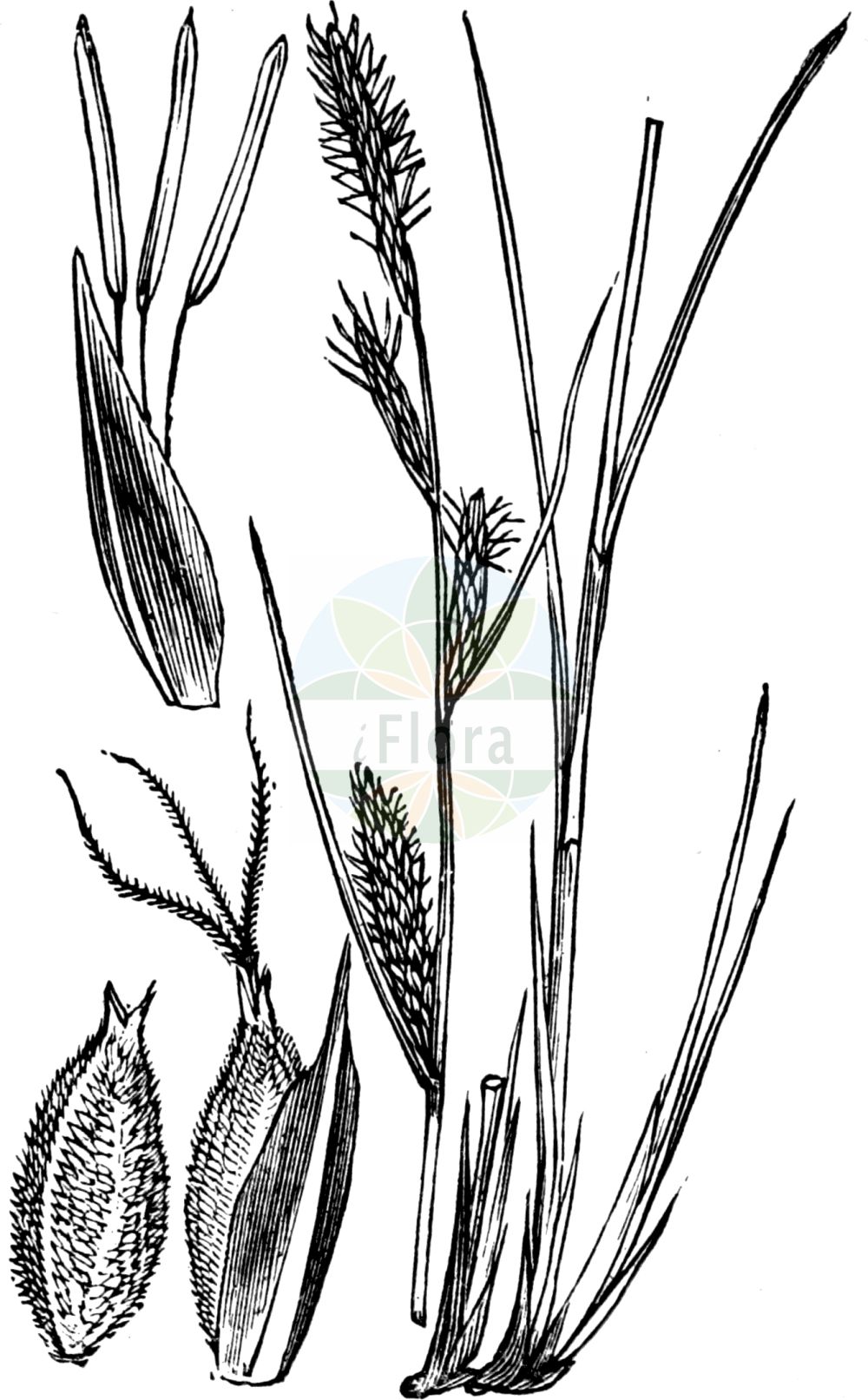 Historische Abbildung von Carex lasiocarpa (Faden-Segge - Slender Sedge). Das Bild zeigt Blatt, Bluete, Frucht und Same. ---- Historical Drawing of Carex lasiocarpa (Faden-Segge - Slender Sedge). The image is showing leaf, flower, fruit and seed.(Carex lasiocarpa,Faden-Segge,Slender Sedge,Carex lasiocarpa,Faden-Segge,Slender Sedge,Slender-leaved Sedge,Woollyfruit Sedge,Wool-fruit Sedge,Carex,Segge,Sedge,Cyperaceae,Sauergräser,Sedge family,Blatt,Bluete,Frucht,Same,leaf,flower,fruit,seed,Fitch et al. (1880))
