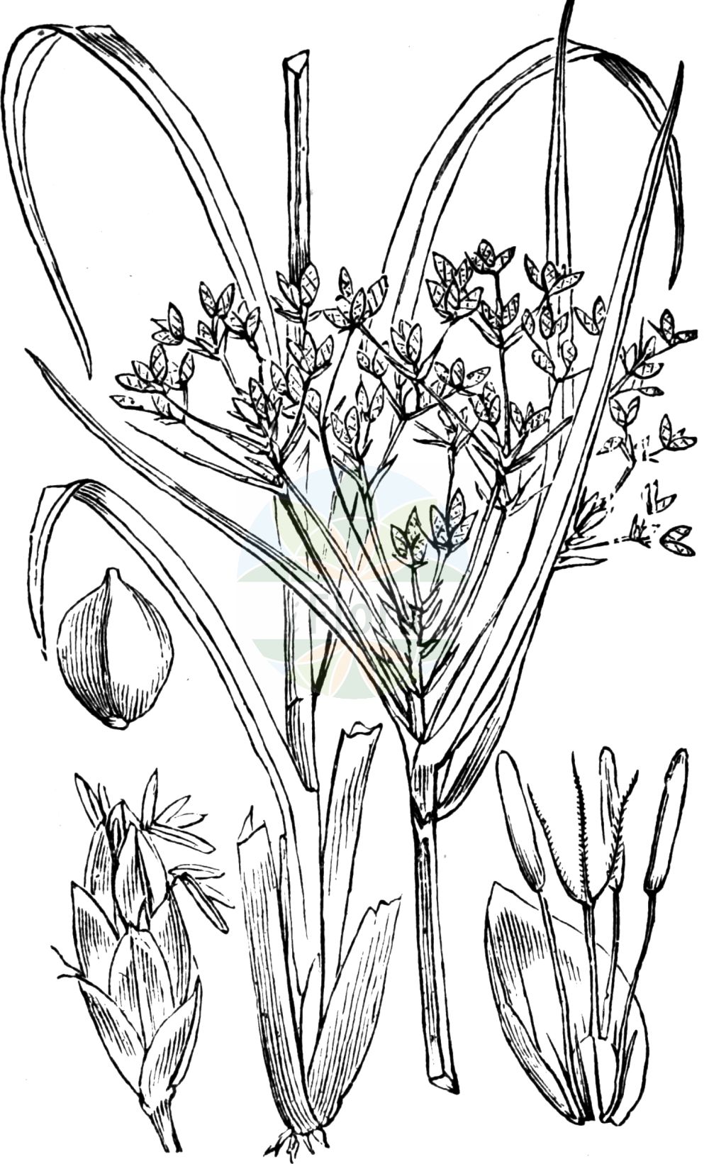 Historische Abbildung von Scirpus sylvaticus (Wald-Simse - Wood Club-rush). Das Bild zeigt Blatt, Bluete, Frucht und Same. ---- Historical Drawing of Scirpus sylvaticus (Wald-Simse - Wood Club-rush). The image is showing leaf, flower, fruit and seed.(Scirpus sylvaticus,Wald-Simse,Wood Club-rush,Scirpus sylvaticus,Wald-Simse,Wood Club-rush,Scirpus,Simse,Club-rush,Cyperaceae,Sauergräser,Sedge family,Blatt,Bluete,Frucht,Same,leaf,flower,fruit,seed,Fitch et al. (1880))