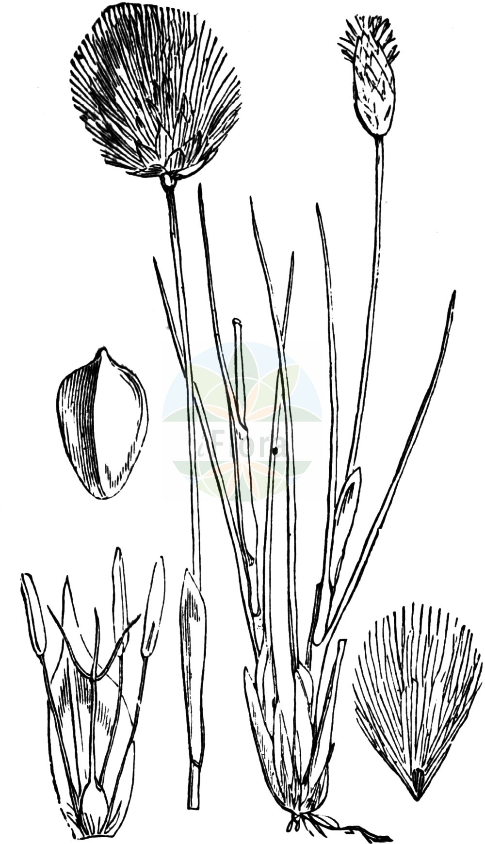 Historische Abbildung von Eriophorum vaginatum (Scheiden-Wollgras - Hare's-tail Cottongrass). Das Bild zeigt Blatt, Bluete, Frucht und Same. ---- Historical Drawing of Eriophorum vaginatum (Scheiden-Wollgras - Hare's-tail Cottongrass). The image is showing leaf, flower, fruit and seed.(Eriophorum vaginatum,Scheiden-Wollgras,Hare's-tail Cottongrass,Eriophorum vaginatum,Scheiden-Wollgras,Moor-Wollgras,Scheidiges Wollgras,Hare's-tail Cottongrass,Harestail,Tussock Cottongrass,Eriophorum,Wollgras,Cottongrass,Cyperaceae,Sauergräser,Sedge family,Blatt,Bluete,Frucht,Same,leaf,flower,fruit,seed,Fitch et al. (1880))