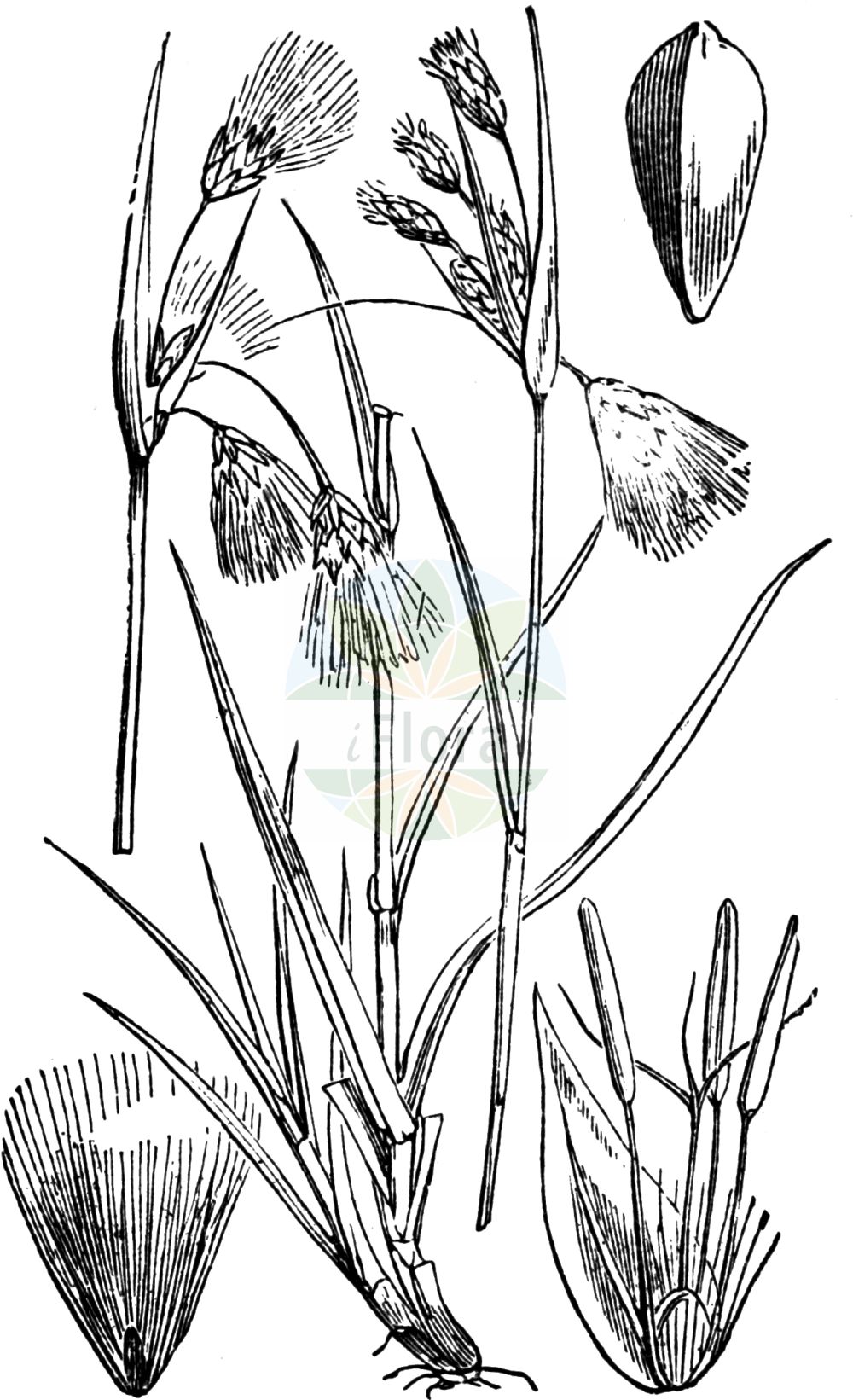 Eriophorum angustifolium - Cyperaceae,Plantae,Pteridobiotina,Angiosperms,Poales,Cyperaceae,Eriophorum,Eriophorum angustifolium,Eriophorum angustifolium subsp. subarcticum, Eriophorum angustifolium var. angustifolium, Eriophorum polystachion f. angustifolium, Eriophorum polystachion var. angustifolium, Plumaria angustifolia, Scirpus angustifolius,Schmalblättriges Wollgras;Alpen-Schmalblättriges Wollgras;Gewöhnliches Schmalblättriges Wollgras;common cottongrass;linaigrette à feuilles étroites;tall cottongrass;Linaigrette à feuilles étroites;jonc à duvet;linaigrette à plusieurs épis;hierba algodonera;Pennacchi a foglie strette;pennacchio;veenpluis;пушица узколистная;fukarasaçı;erioforë;cotonera angustifòlia;uskolisna suhoperka;ängs-ull;ängsull;smalbladet kæruld;wełnianka wąskolistna;ozkolistni munec;keskenylevelű gyapjúsás;suchopýr úzkolistý;bumbăcariţă;pápernik úzkolistý;suchopýr úzkolistý;пухівка багатоколоскова;ahtalehine villpea;šaurlapu spilve;duskmyrull;luhtavilla;усколисна сухоперка;усколисни ветрогон;siauralapis švylys;dōng fāng yáng hú zǐ cǎo;东方羊胡子草