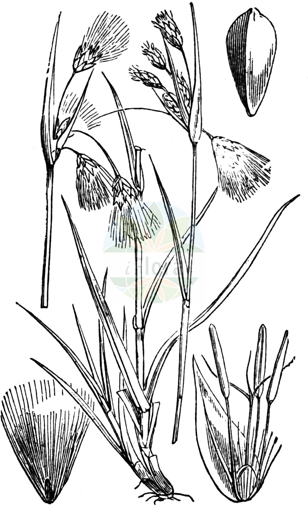 Historische Abbildung von Eriophorum angustifolium (Schmalblättriges Wollgras - Common Cottongrass). Das Bild zeigt Blatt, Bluete, Frucht und Same. ---- Historical Drawing of Eriophorum angustifolium (Schmalblättriges Wollgras - Common Cottongrass). The image is showing leaf, flower, fruit and seed.(Eriophorum angustifolium,Schmalblättriges Wollgras,Common Cottongrass,Eriophorum angustifolium,Eriophorum polystachion,Eriophorum subarcticum,Schmalblaettriges Wollgras,Common Cottongrass,Tall Cottongrass,Eriophorum,Wollgras,Cottongrass,Cyperaceae,Sauergräser,Sedge family,Blatt,Bluete,Frucht,Same,leaf,flower,fruit,seed,Fitch et al. (1880))