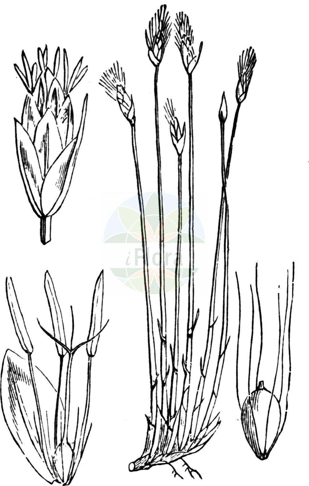 Historische Abbildung von Trichophorum alpinum (Alpen-Rasenbinse - Cotton Deergrass). Das Bild zeigt Blatt, Bluete, Frucht und Same. ---- Historical Drawing of Trichophorum alpinum (Alpen-Rasenbinse - Cotton Deergrass). The image is showing leaf, flower, fruit and seed.(Trichophorum alpinum,Alpen-Rasenbinse,Cotton Deergrass,Eriophorum alpinum,Scirpus hudsonianus,Trichophorum alpinum,Alpen-Rasenbinse,Alpen-Haarsimse,Alpen-Wollgras,Cotton Deergrass,Alpine Deergrass,Alpine Bulrush,Trichophorum,Rasenbinse,Bulrush,Cyperaceae,Sauergräser,Sedge family,Blatt,Bluete,Frucht,Same,leaf,flower,fruit,seed,Fitch et al. (1880))