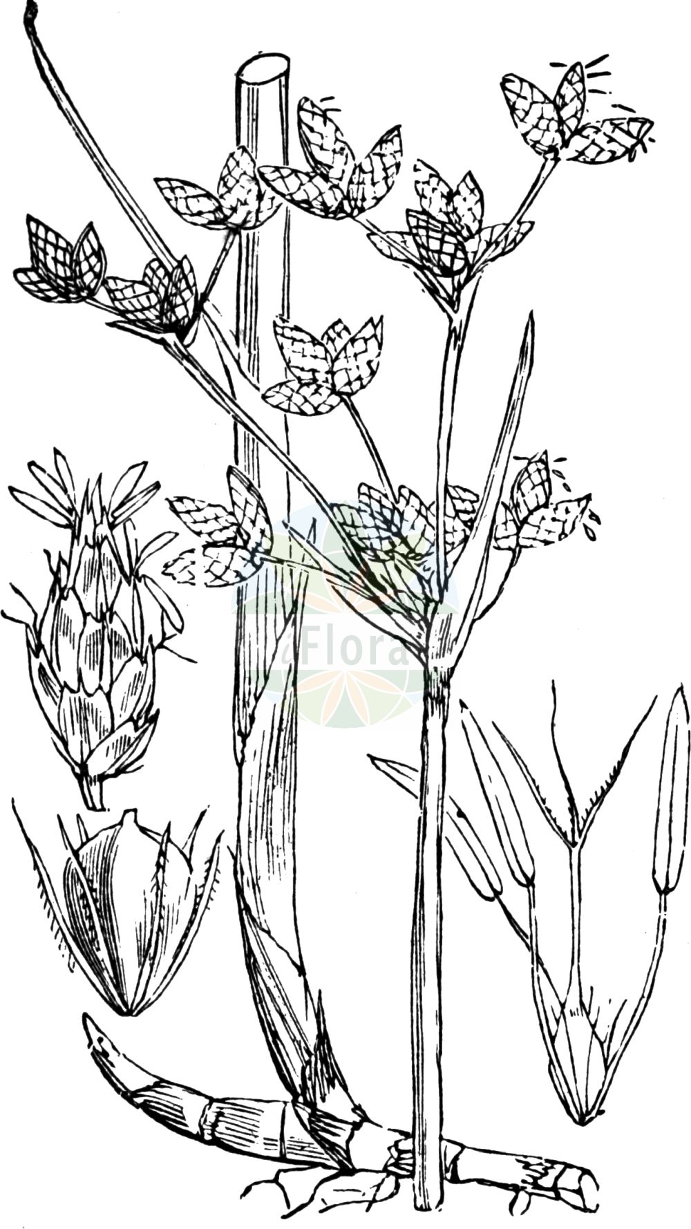 Historische Abbildung von Schoenoplectus lacustris (Gewöhnliche Teichsimse - Common Club-rush). Das Bild zeigt Blatt, Bluete, Frucht und Same. ---- Historical Drawing of Schoenoplectus lacustris (Gewöhnliche Teichsimse - Common Club-rush). The image is showing leaf, flower, fruit and seed.(Schoenoplectus lacustris,Gewöhnliche Teichsimse,Common Club-rush,Schoenoplectus lacustris,Scirpus lacustris,Gewoehnliche Teichsimse,Flecht-Simse,Graue Seebinse,Graugruene Teichsimse,Gruene Teichbinse,Salz-Binse,Salz-Teichsimse,Seebinse,Common Club-rush,Softstem Bulrush,Lakeshore Bulrush,Matrush,Schoenoplectus,Teichsimse,Bulrush,Cyperaceae,Sauergräser,Sedge family,Blatt,Bluete,Frucht,Same,leaf,flower,fruit,seed,Fitch et al. (1880))
