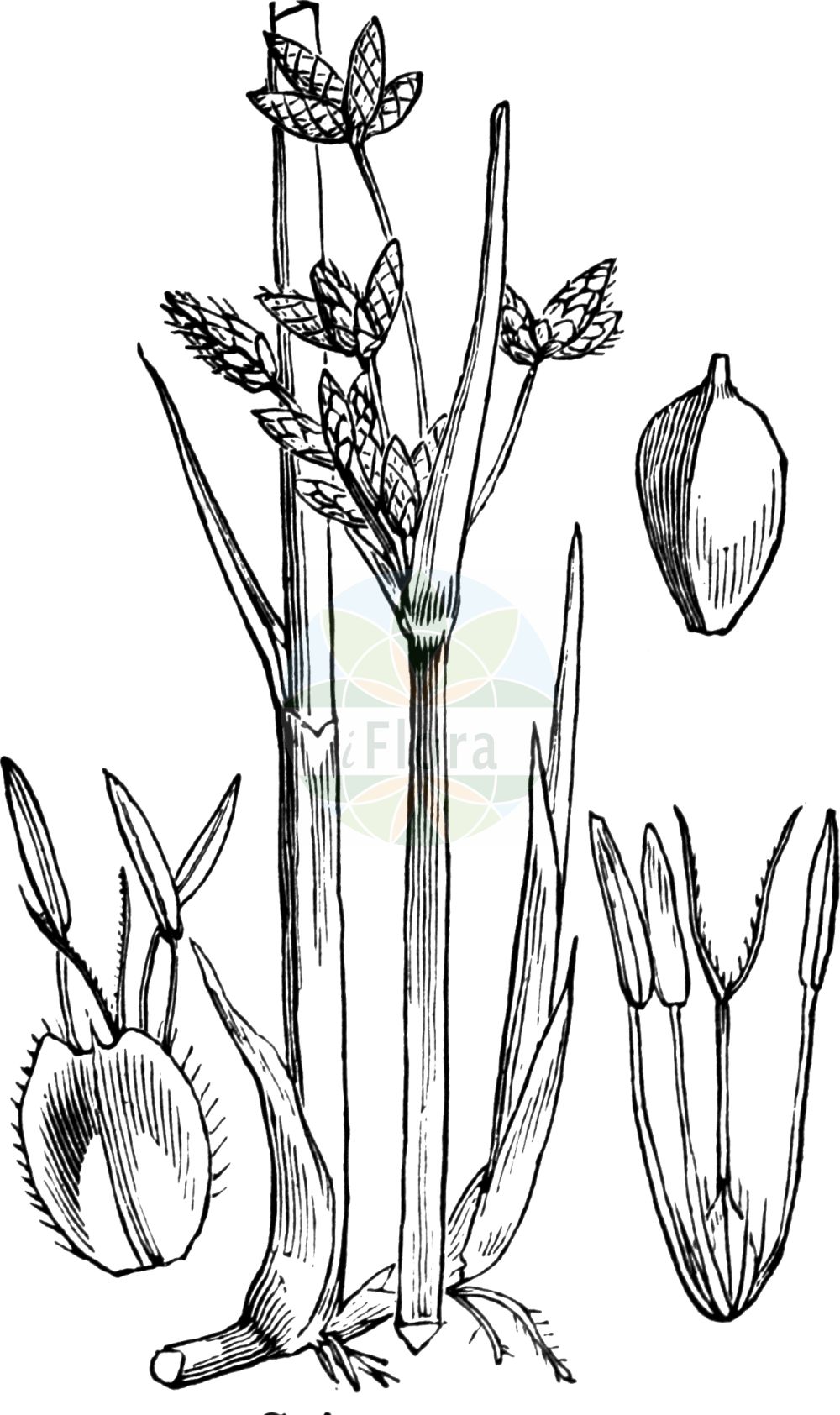 Historische Abbildung von Schoenoplectus triqueter (Dreikantige Teichsimse - Triangular Club-rush). Das Bild zeigt Blatt, Bluete, Frucht und Same. ---- Historical Drawing of Schoenoplectus triqueter (Dreikantige Teichsimse - Triangular Club-rush). The image is showing leaf, flower, fruit and seed.(Schoenoplectus triqueter,Dreikantige Teichsimse,Triangular Club-rush,Schoenoplectus triqueter,Scirpus triqueter,Dreikantige Teichsimse,Dreikantige Teichbinse,Triangular Club-rush,Triangular Bulrush,Streambank Bulrush,Schoenoplectus,Teichsimse,Bulrush,Cyperaceae,Sauergräser,Sedge family,Blatt,Bluete,Frucht,Same,leaf,flower,fruit,seed,Fitch et al. (1880))