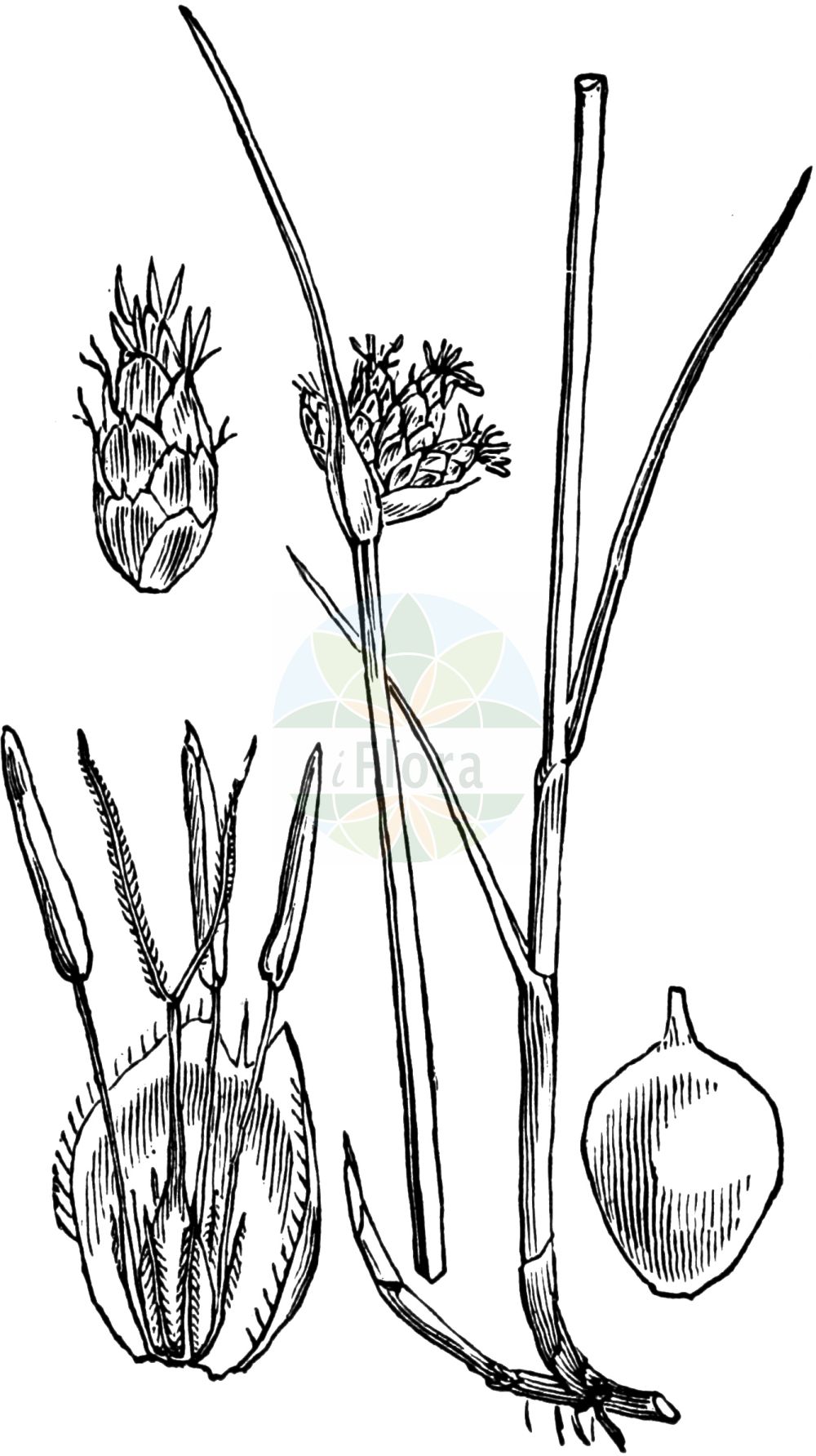 Historische Abbildung von Schoenoplectus pungens (Amerikanische Teichsimse - Sharp Club-rush). Das Bild zeigt Blatt, Bluete, Frucht und Same. ---- Historical Drawing of Schoenoplectus pungens (Amerikanische Teichsimse - Sharp Club-rush). The image is showing leaf, flower, fruit and seed.(Schoenoplectus pungens,Amerikanische Teichsimse,Sharp Club-rush,Schoenoplectus pungens,Scirpus pungens,Scirpus triqueter var. triangularis,Amerikanische Teichsimse,Kleine Dreikant-Teichsimse,Stechende Teichsimse,Sharp Club-rush,American Bulrush,Common Threesquare,Schoenoplectus,Teichsimse,Bulrush,Cyperaceae,Sauergräser,Sedge family,Blatt,Bluete,Frucht,Same,leaf,flower,fruit,seed,Fitch et al. (1880))